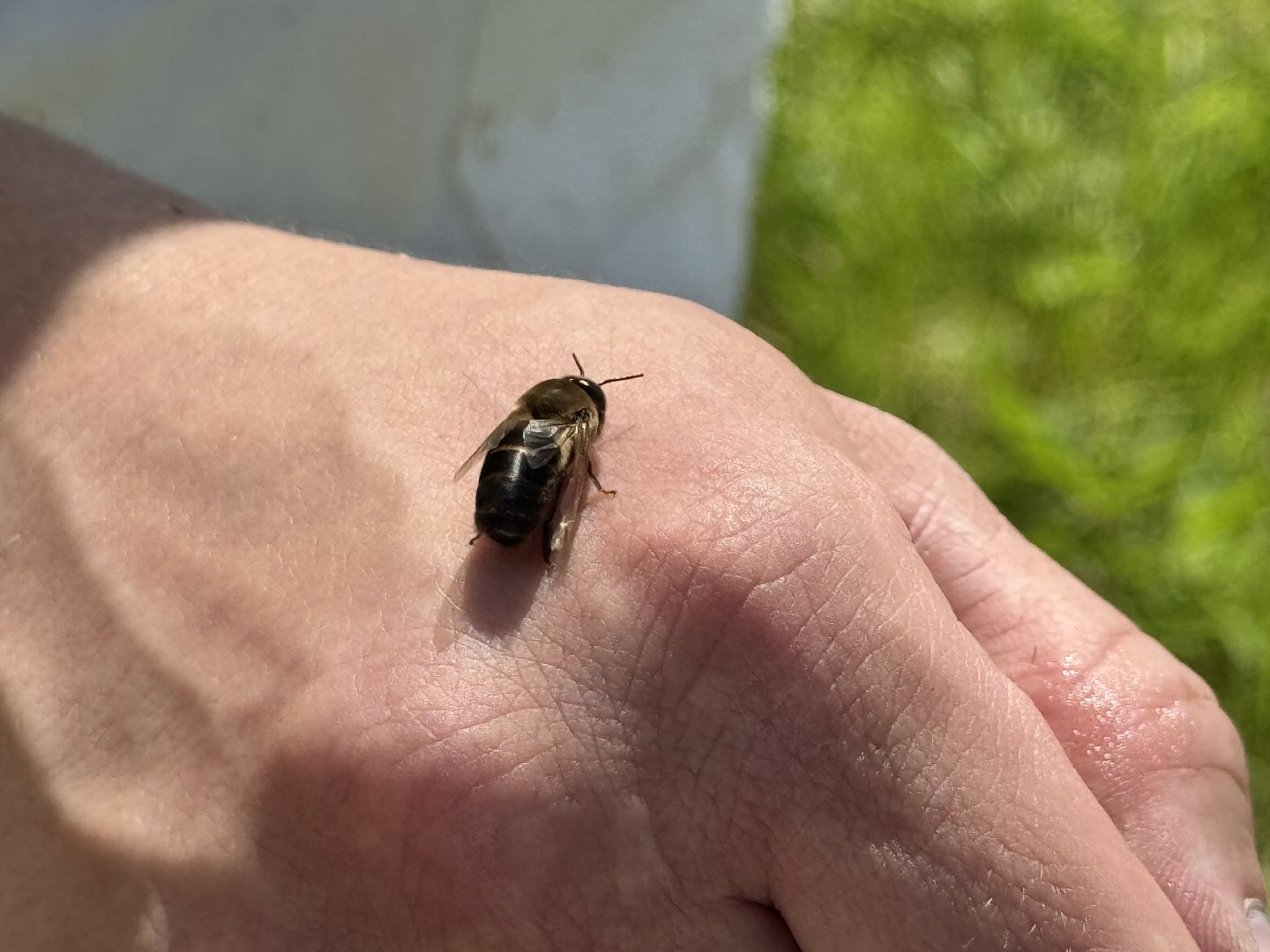 шаховская, пасека, пчеловод, пчелы,