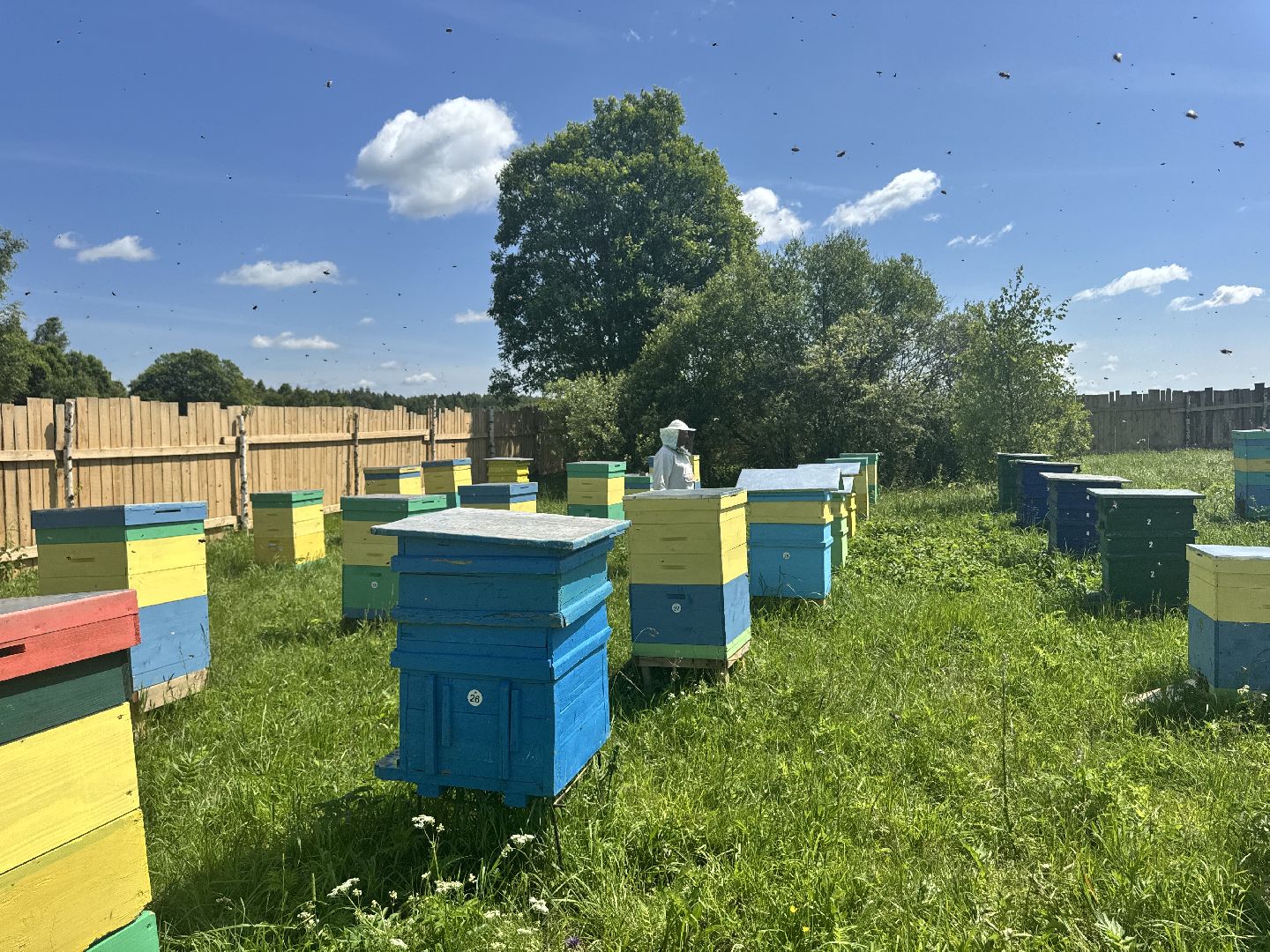 шаховская, пасека, пчеловод, пчелы,