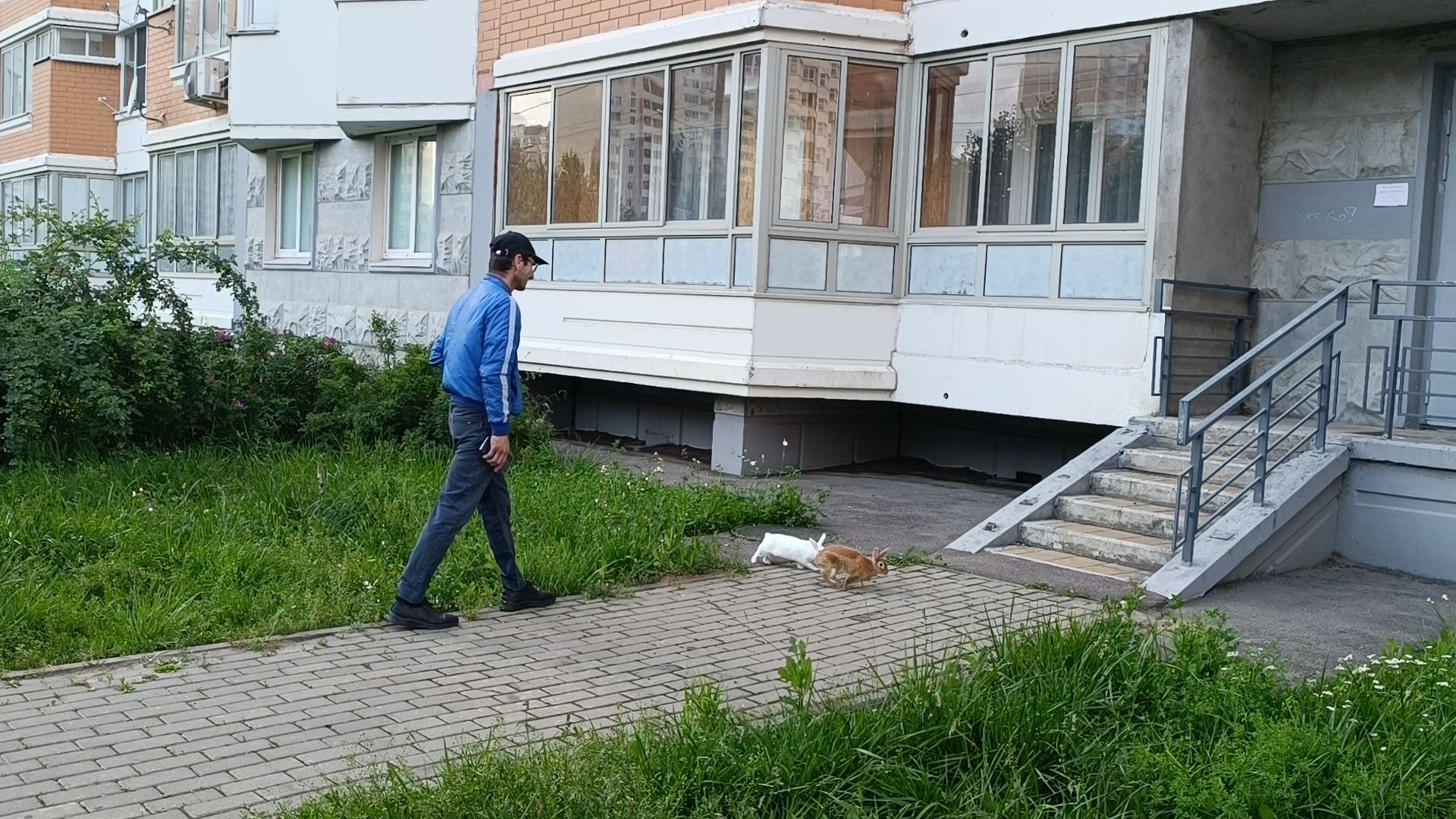 животные, лобня, кролик,