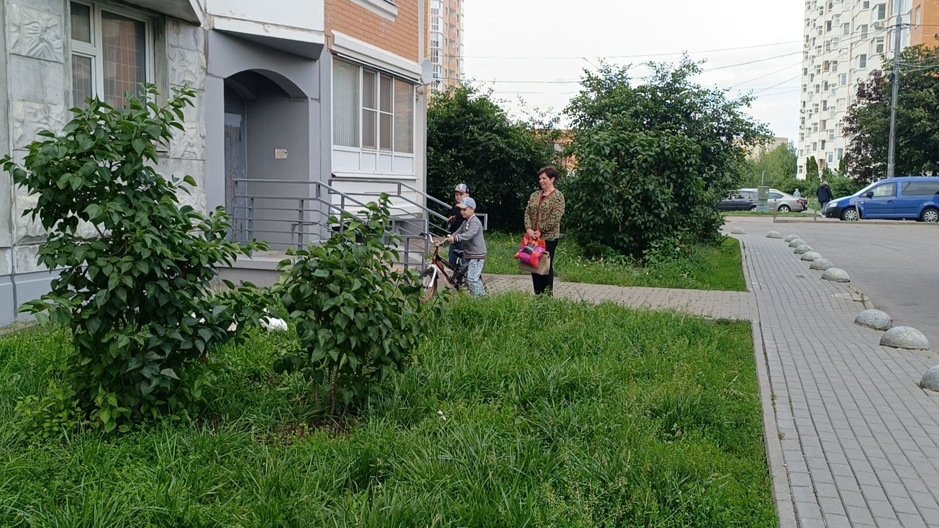 животные, лобня, кролик,