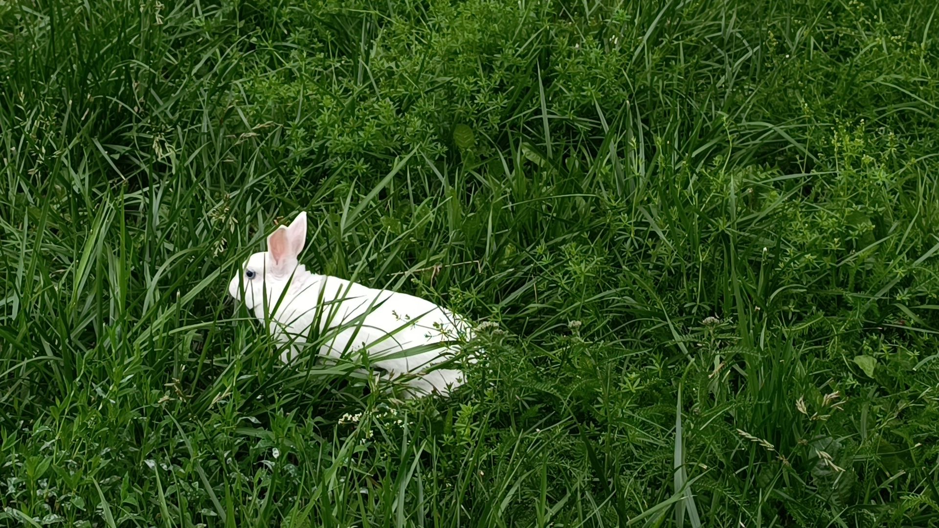 животные, лобня, кролик,