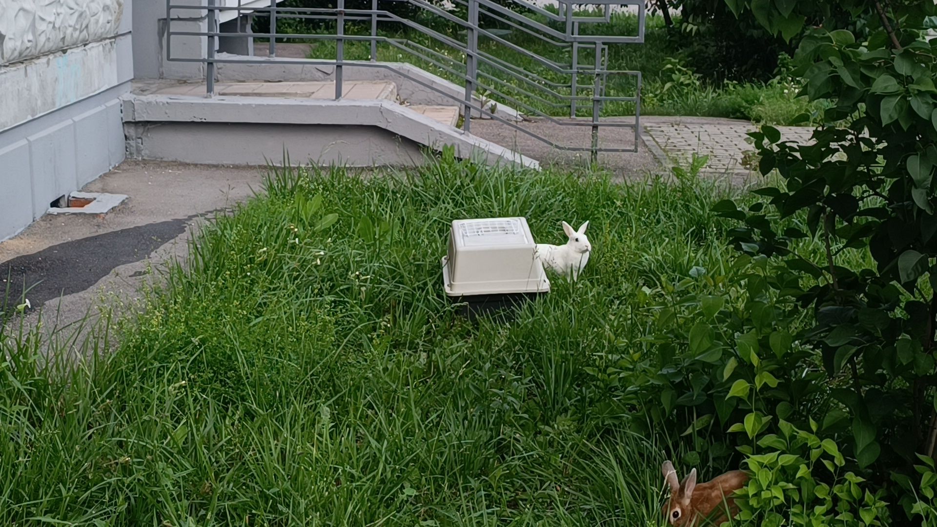 животные, лобня, кролик,