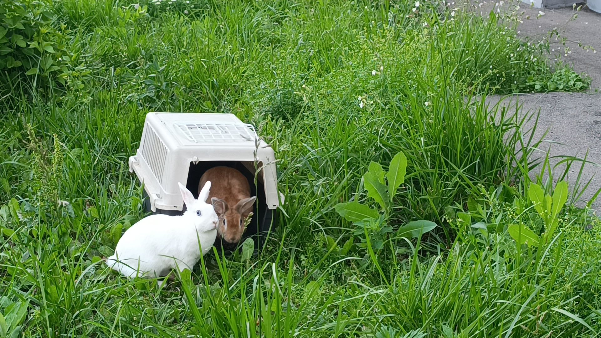 животные, лобня, кролик,