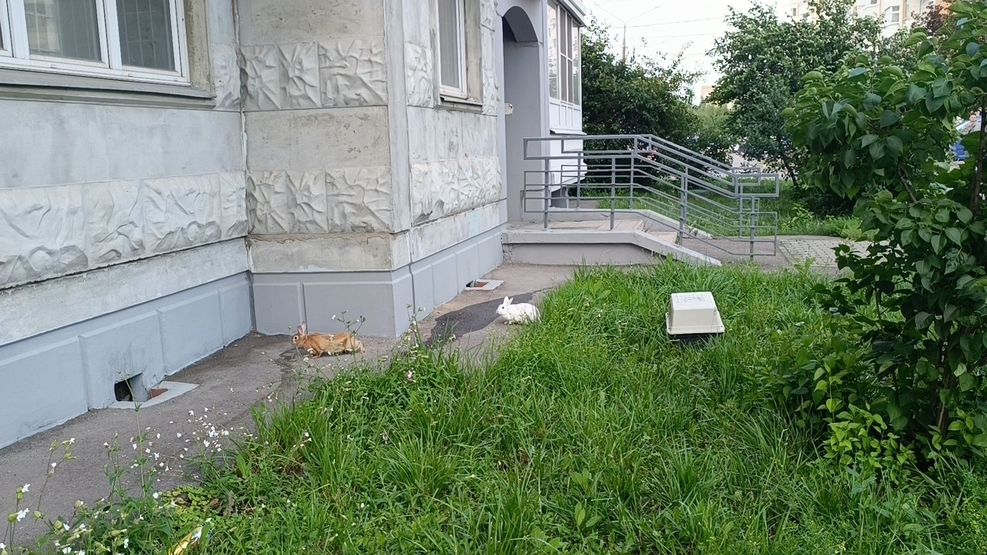 животные, лобня, кролик,