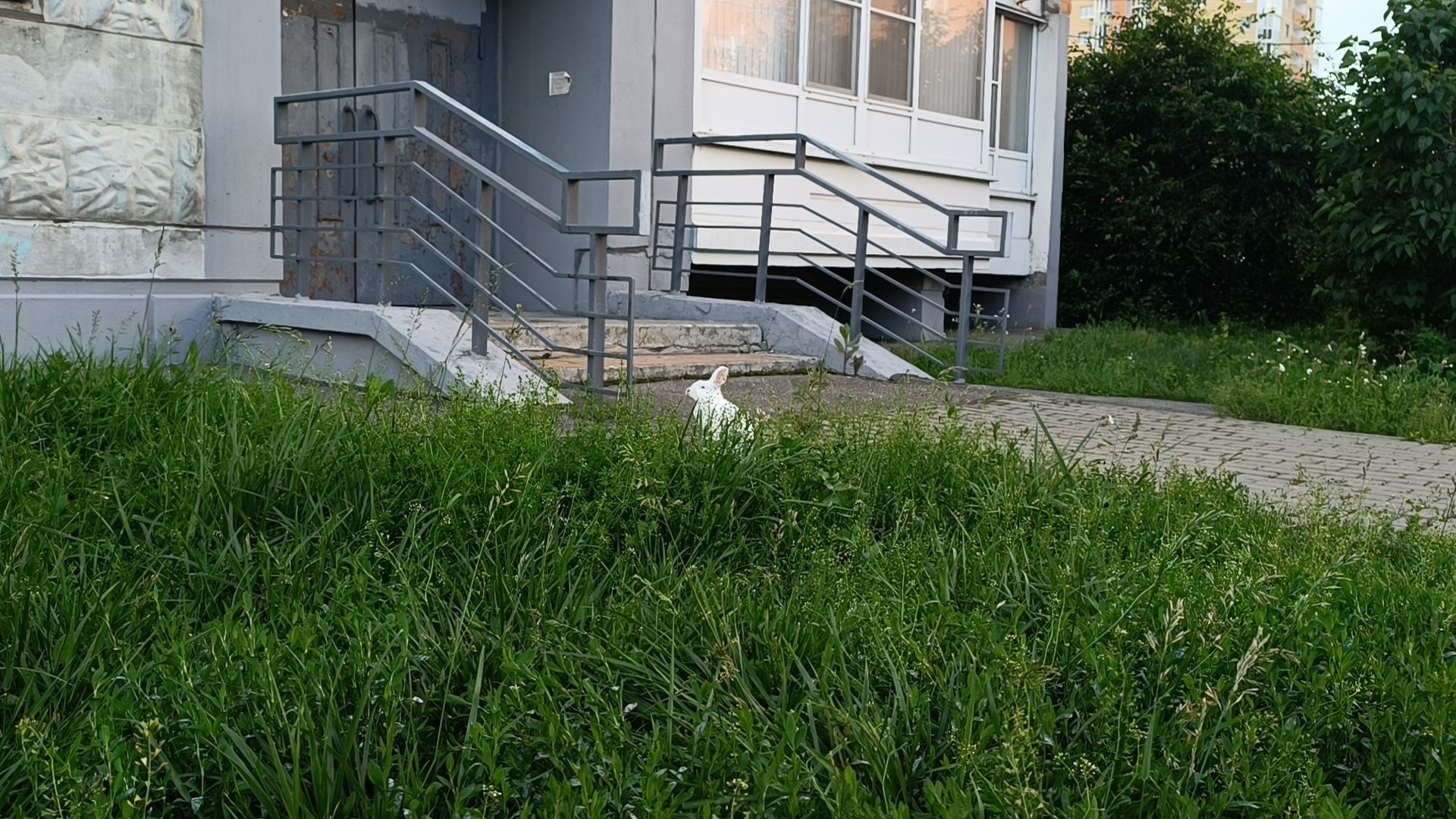 животные, лобня, кролик,