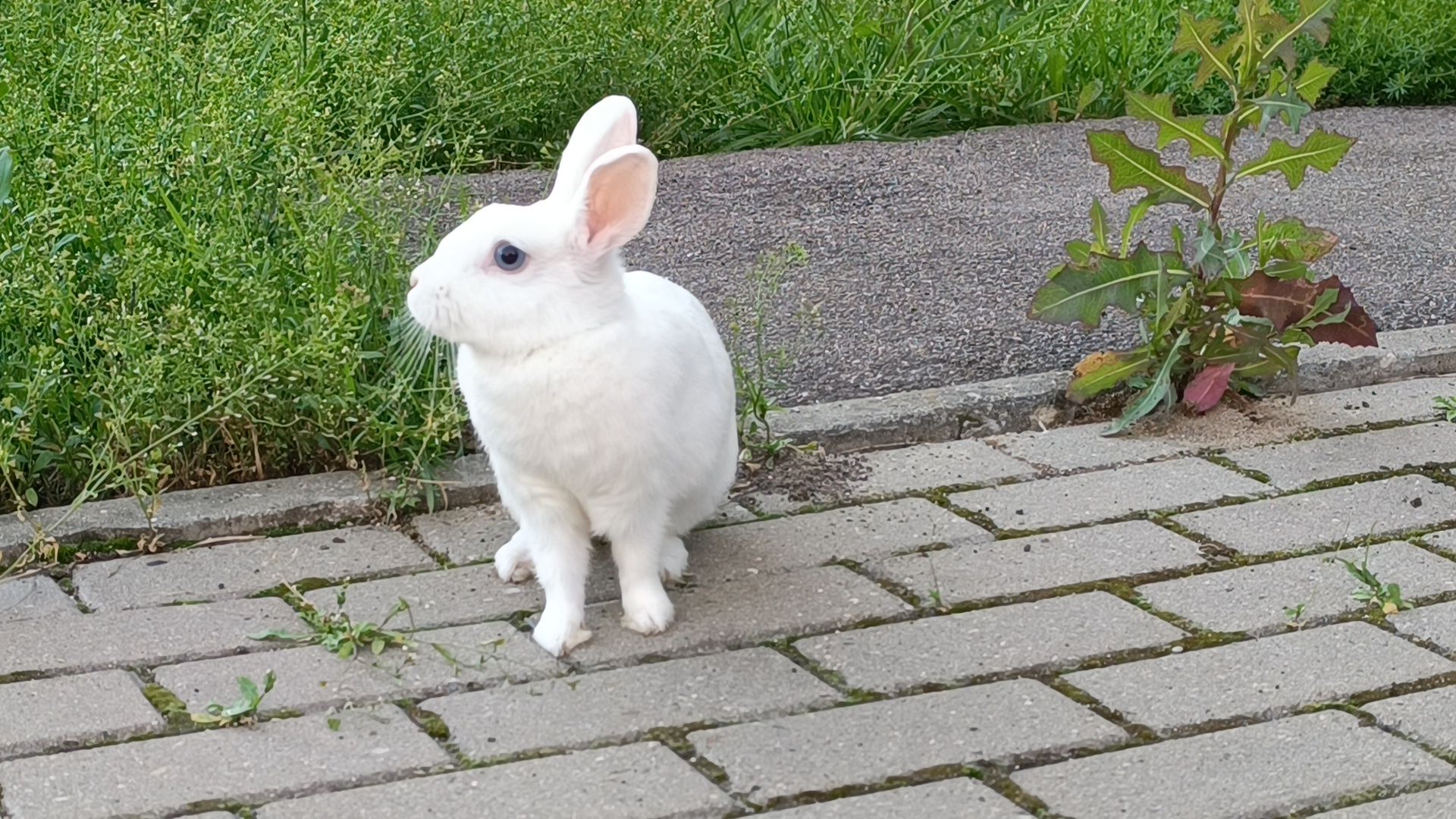 животные, лобня, кролик,