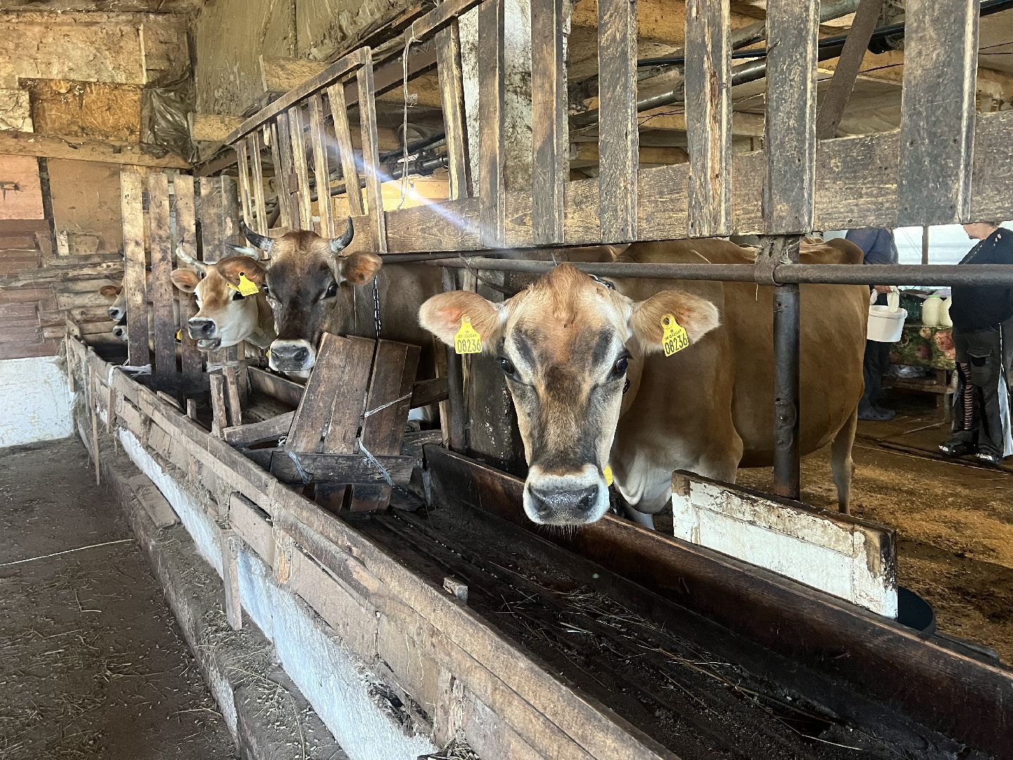 талдомский городской округ, Сельхос,