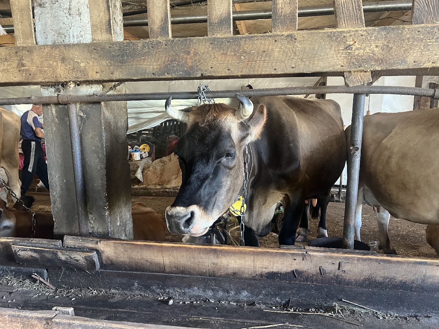 талдомский городской округ, Сельхос,