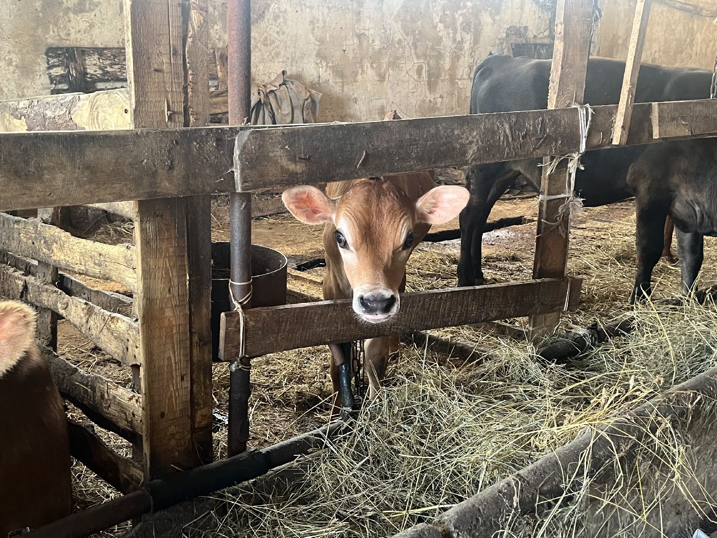 талдомский городской округ, Сельхос,