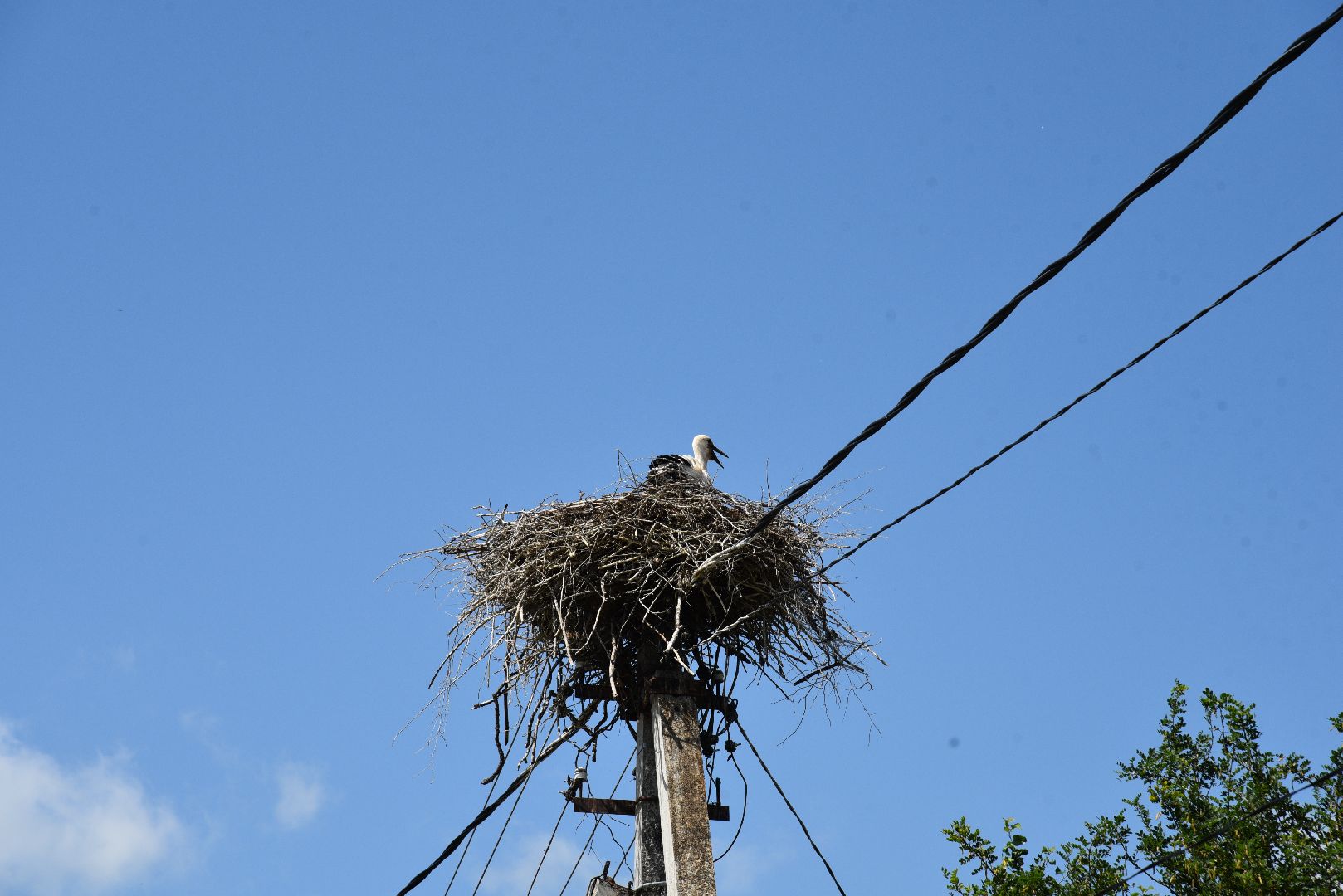 лотошино, экология, аисты,