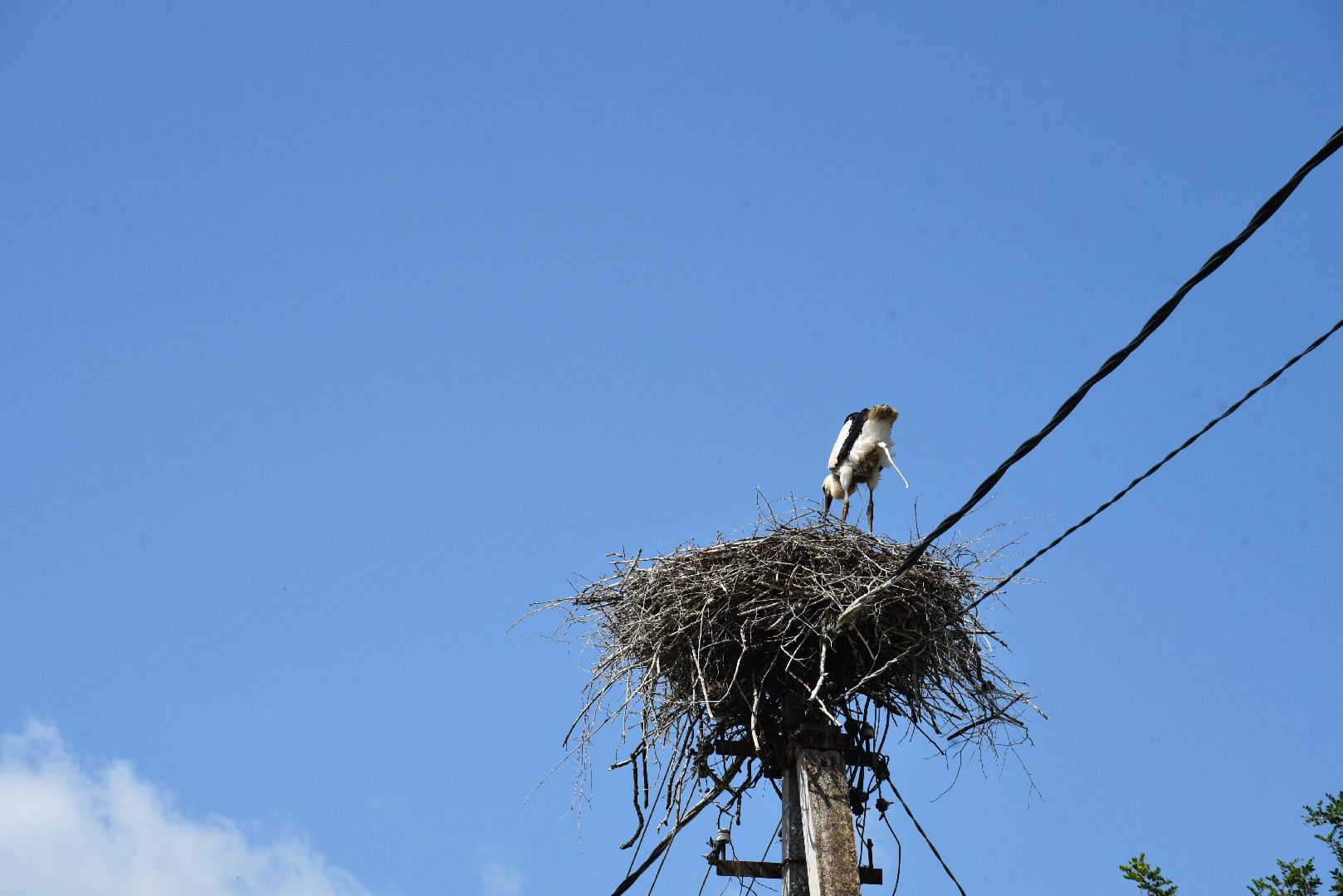 лотошино, экология, аисты,