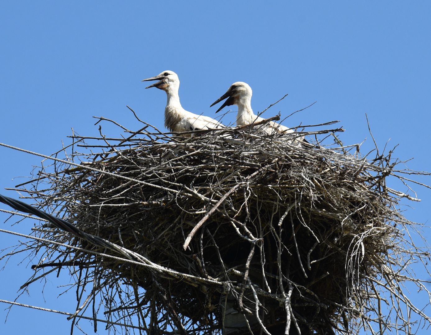 лотошино, экология, аисты,