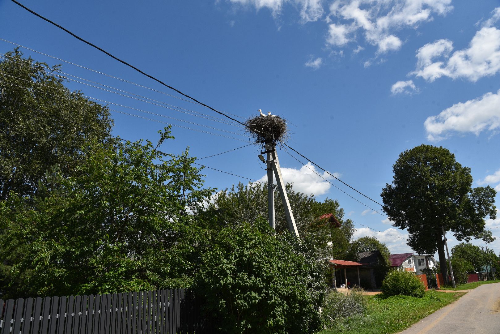 лотошино, экология, аисты,