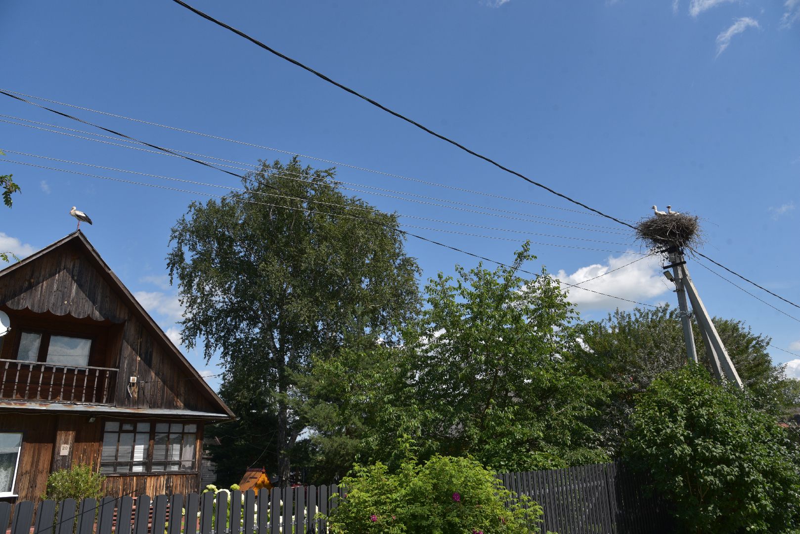 лотошино, экология, аисты,