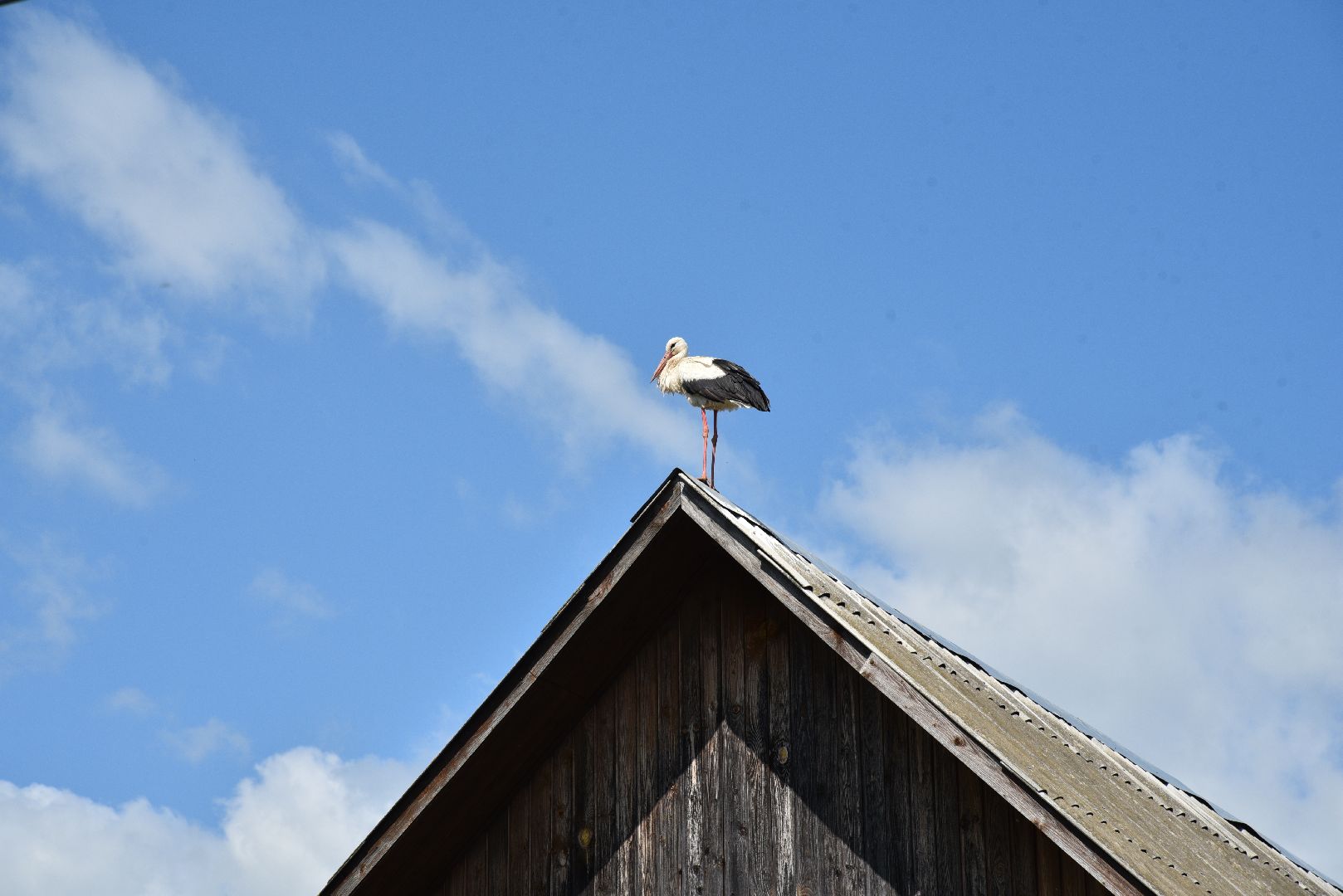 лотошино, экология, аисты,