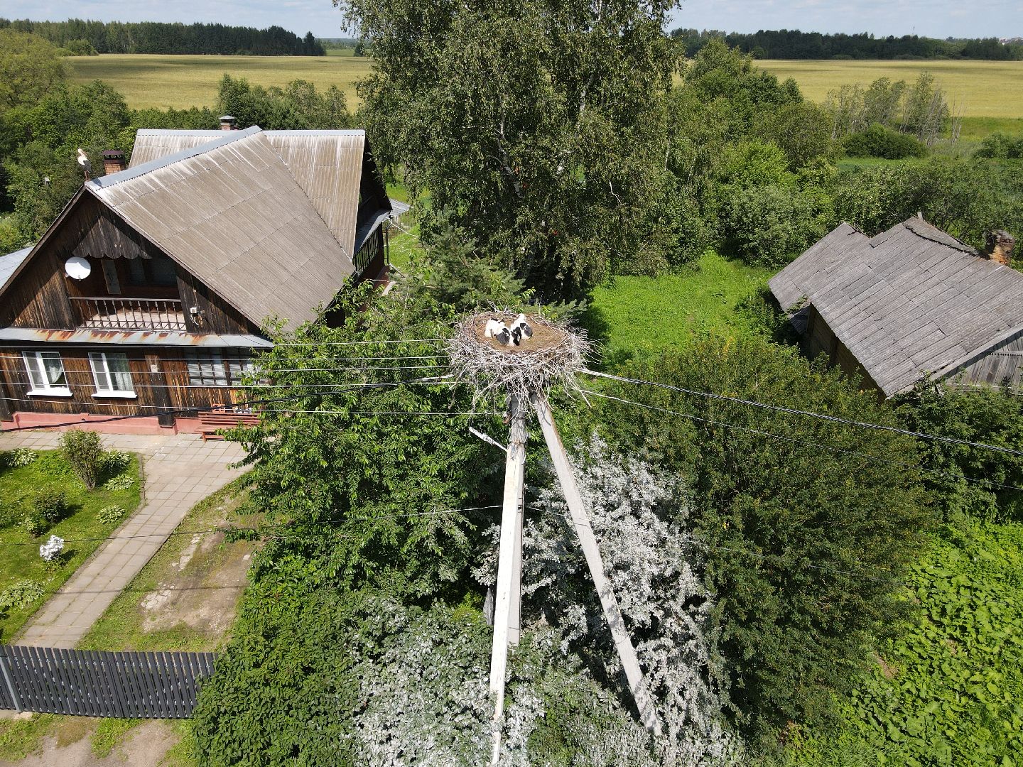 лотошино, экология, аисты,