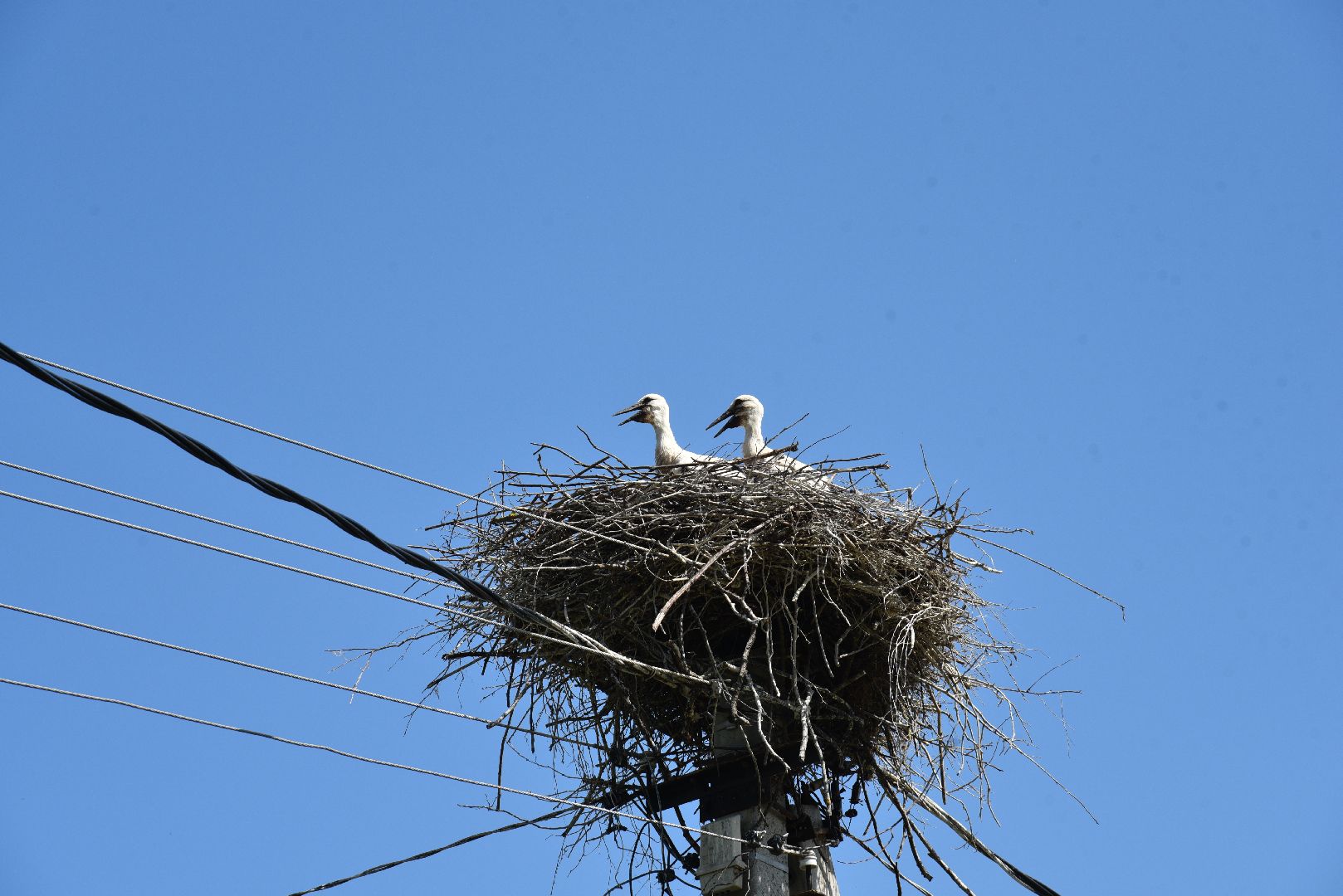 лотошино, экология, аисты,