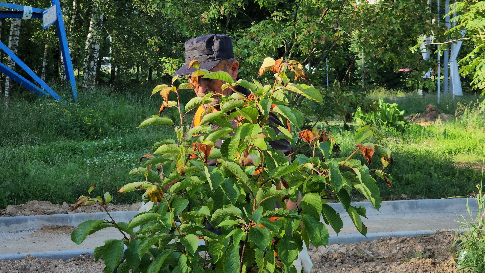 Сад Победы , Лобня , плодовый сад,Обработка деревьев ,
