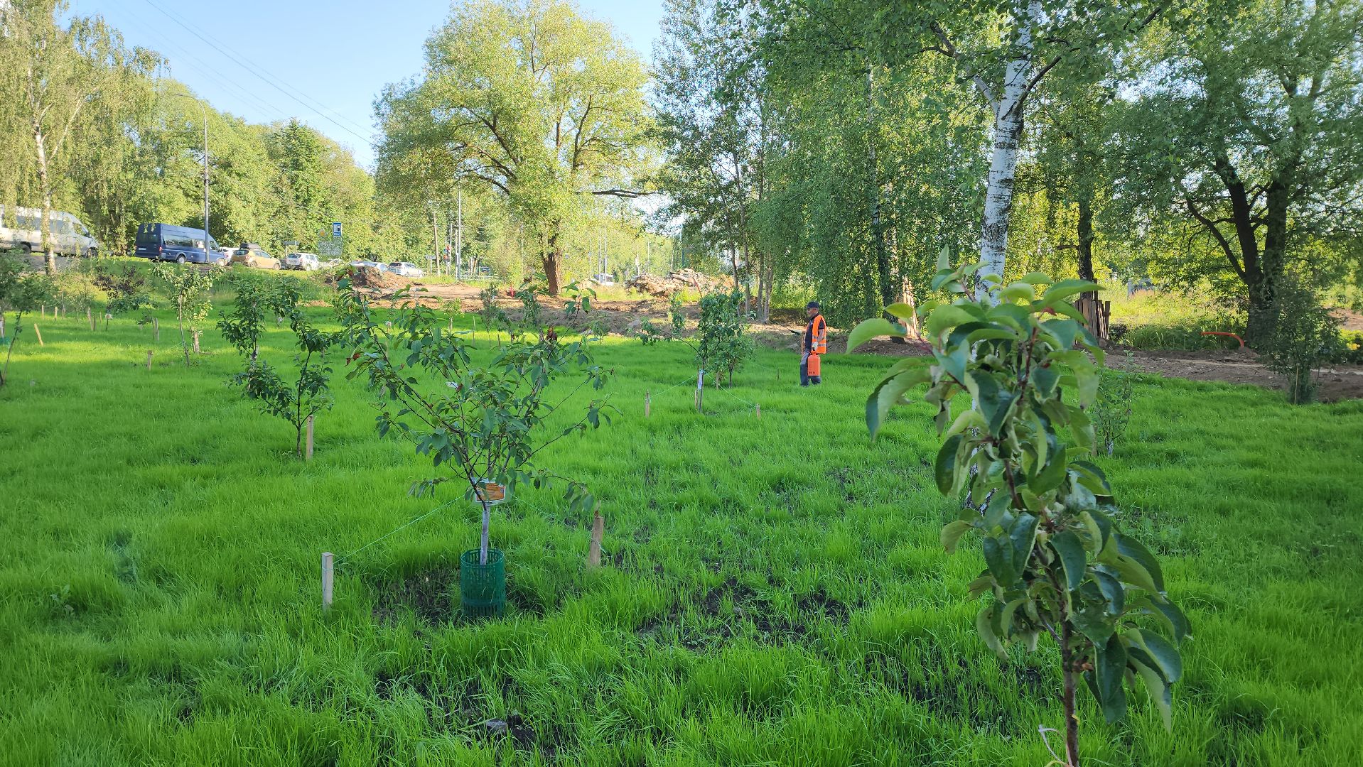 Сад Победы , Лобня , плодовый сад,Обработка деревьев ,