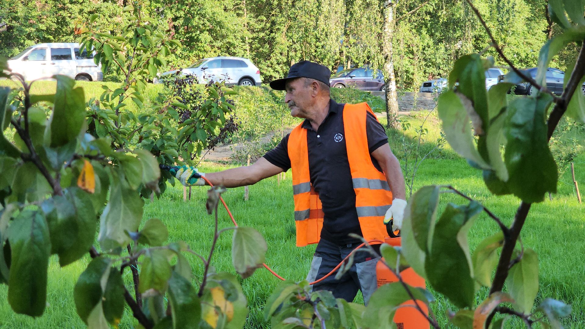 Сад Победы , Лобня , плодовый сад,Обработка деревьев ,