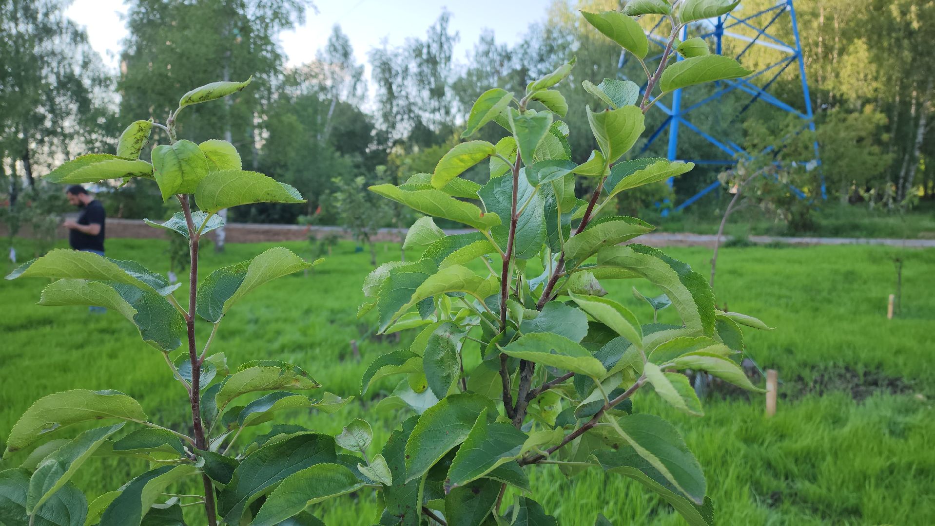 Сад Победы , Лобня , плодовый сад,Обработка деревьев ,