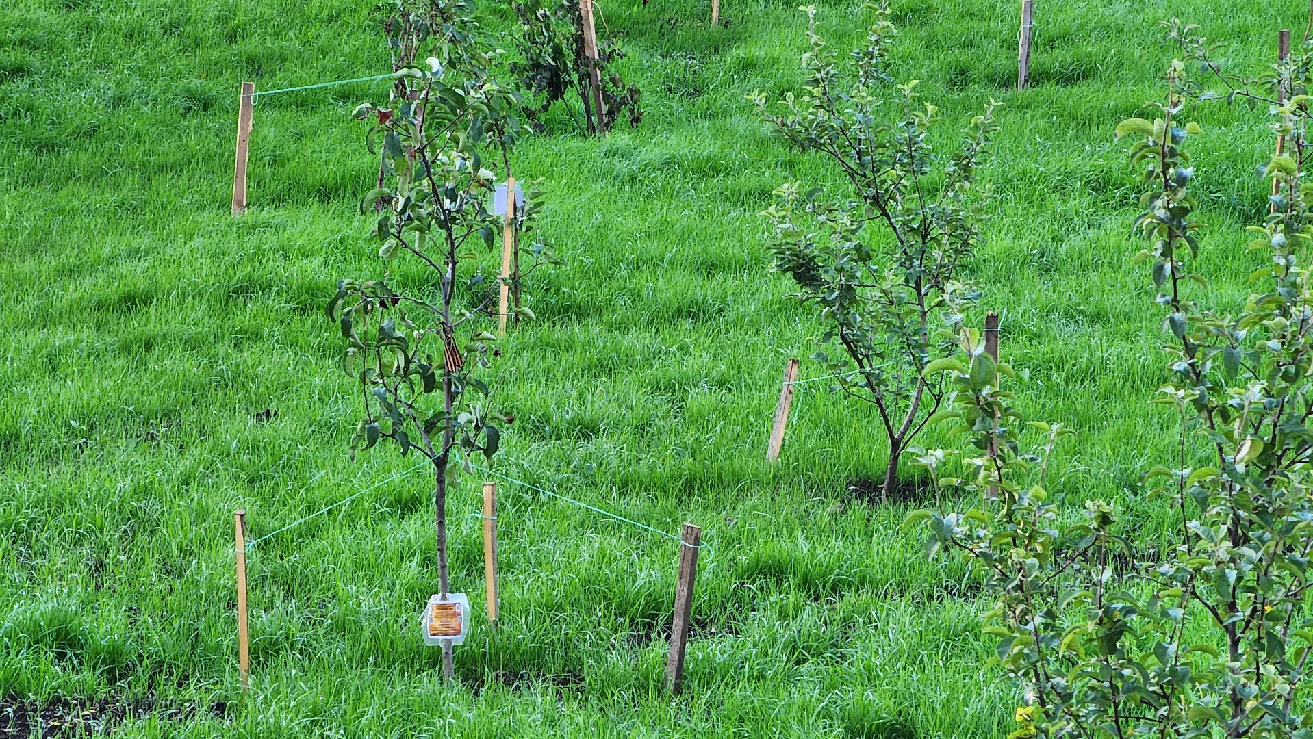 Сад Победы , Лобня , плодовый сад,Обработка деревьев ,