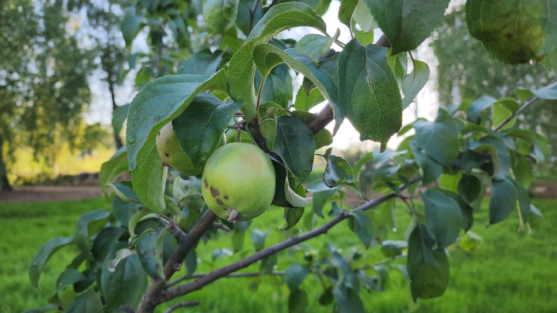 Сад Победы , Лобня , плодовый сад,Обработка деревьев ,