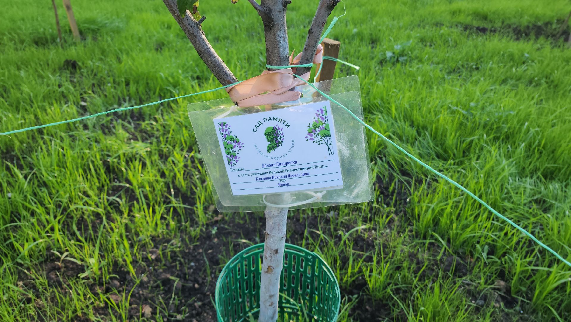 Сад Победы , Лобня , плодовый сад,Обработка деревьев ,