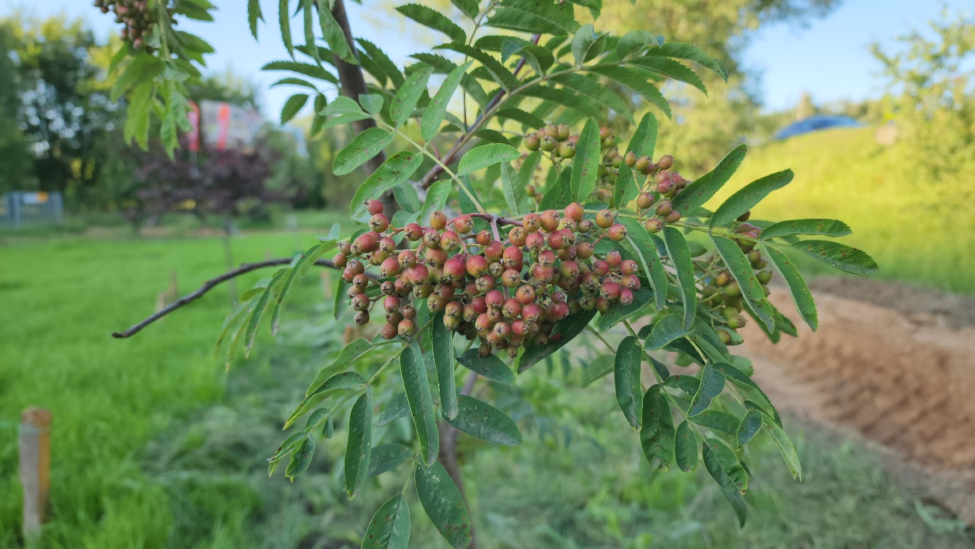 Сад Победы , Лобня , плодовый сад,Обработка деревьев ,