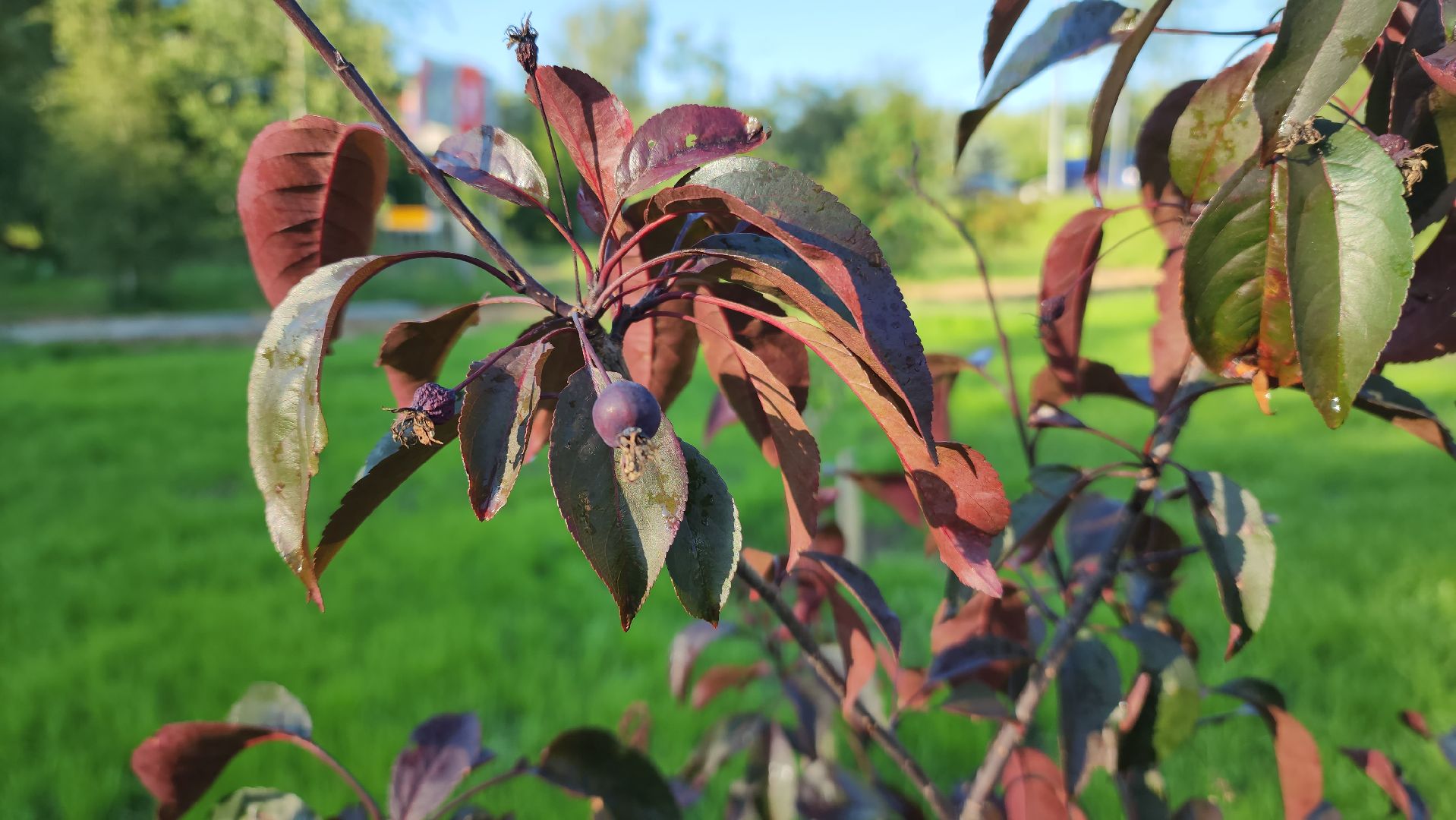Сад Победы , Лобня , плодовый сад,Обработка деревьев ,