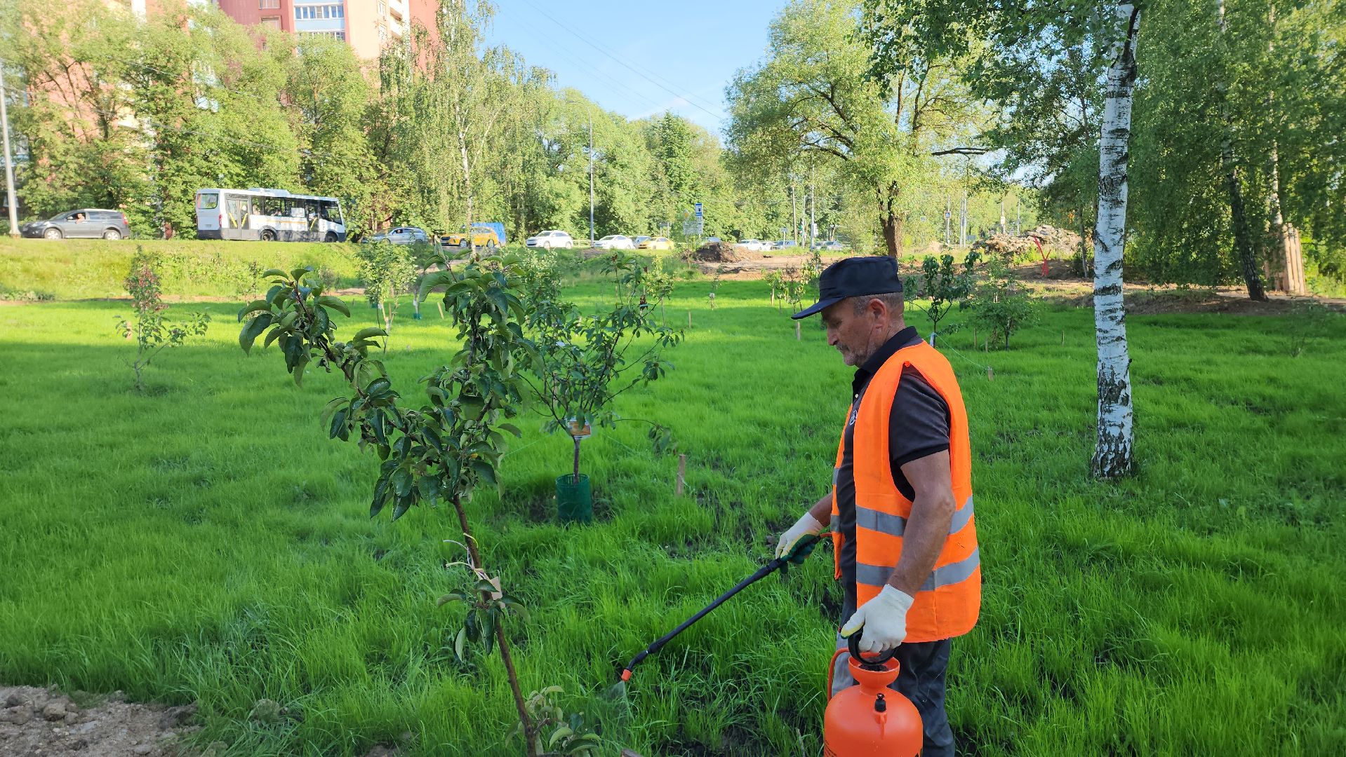 Сад Победы , Лобня , плодовый сад,Обработка деревьев ,