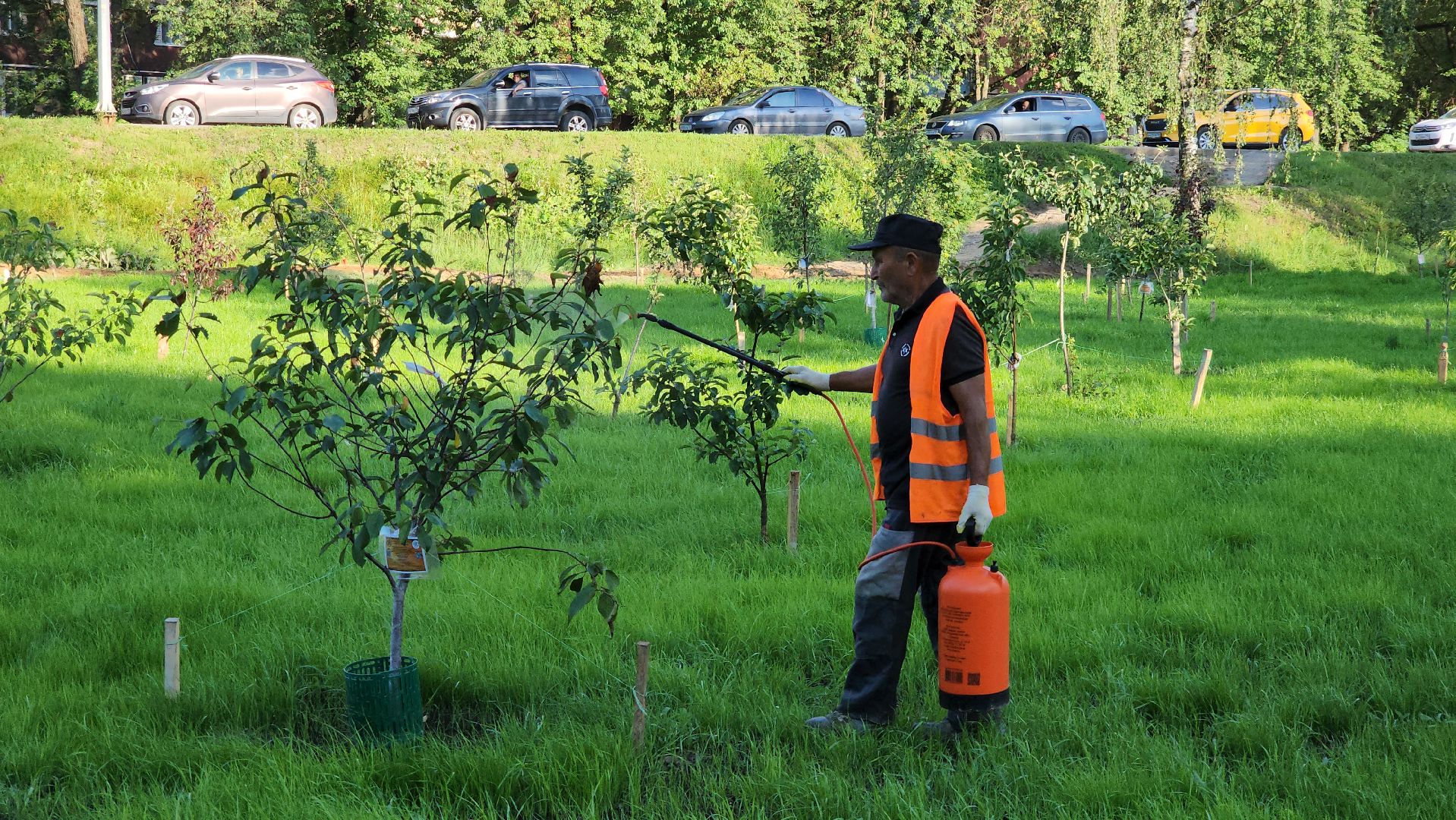 Сад Победы , Лобня , плодовый сад,Обработка деревьев ,