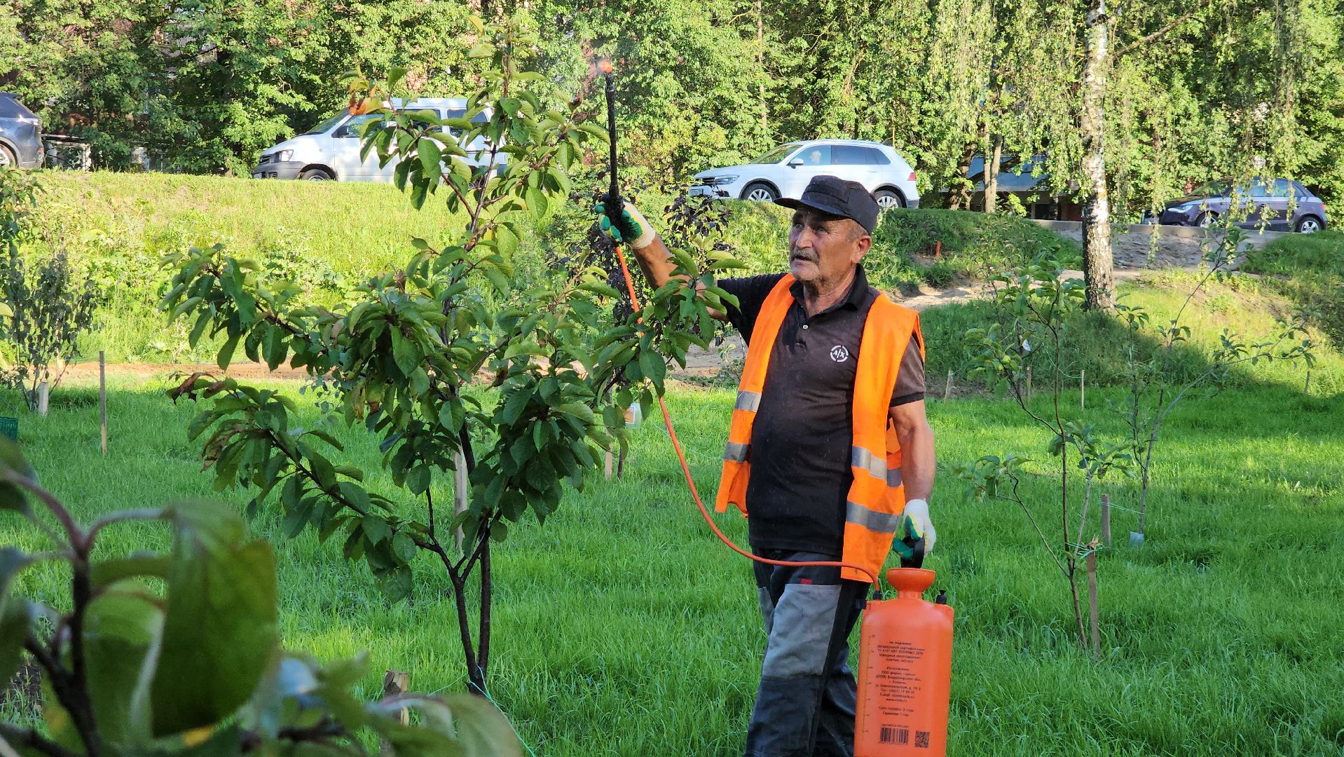 Сад Победы , Лобня , плодовый сад,Обработка деревьев ,