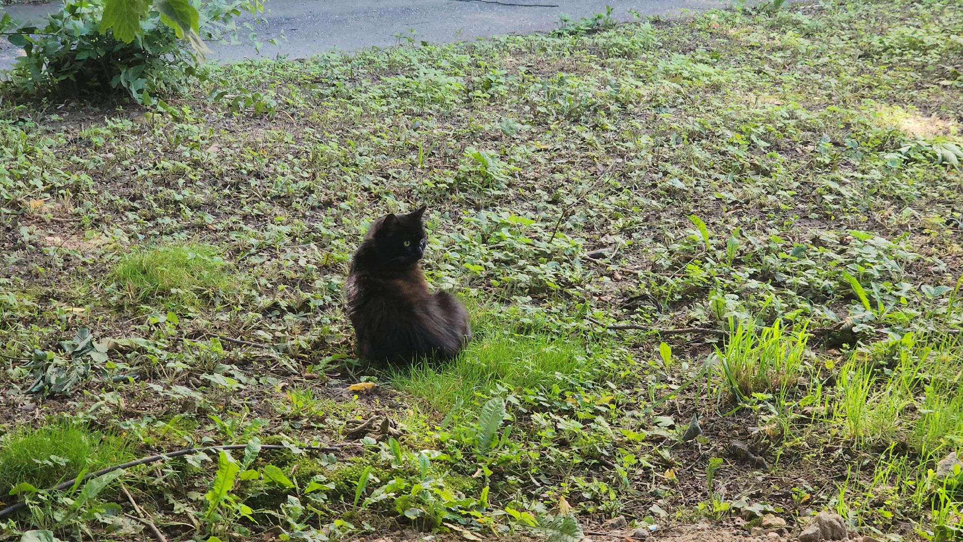 вертикалки, пушкино, пешком в подмосковье, народная тропа, асфальтирование,благоустройство,новый тротуар,региональная программа,