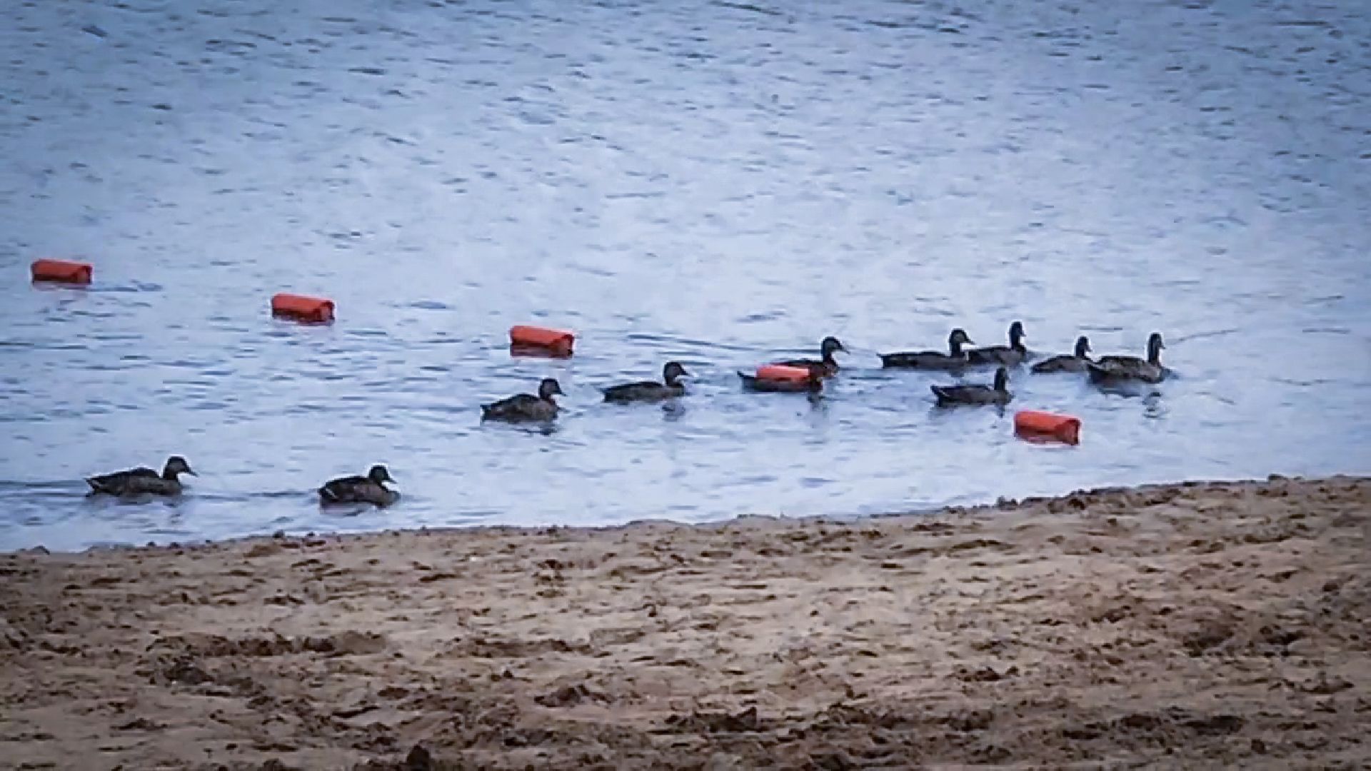 бронницы, благоустройство пляжа, пляж в бронницах, пляж на бельском озере в бронницах,