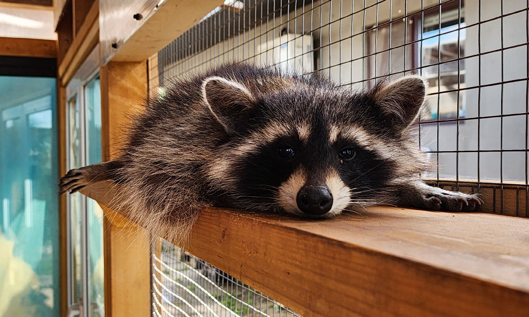 солнечногорск, сенежский олень, животные, туризм, мини-ферма,