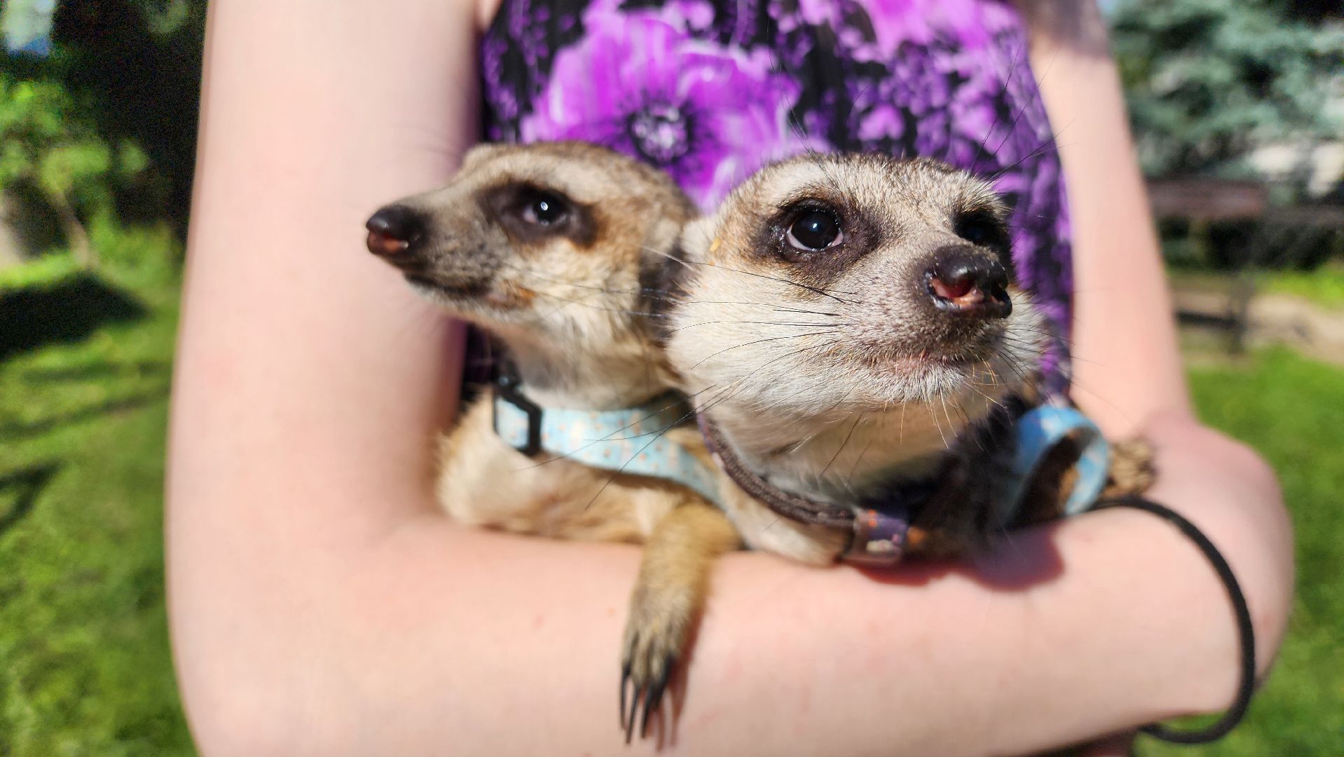 солнечногорск, сенежский олень, животные, туризм, мини-ферма,