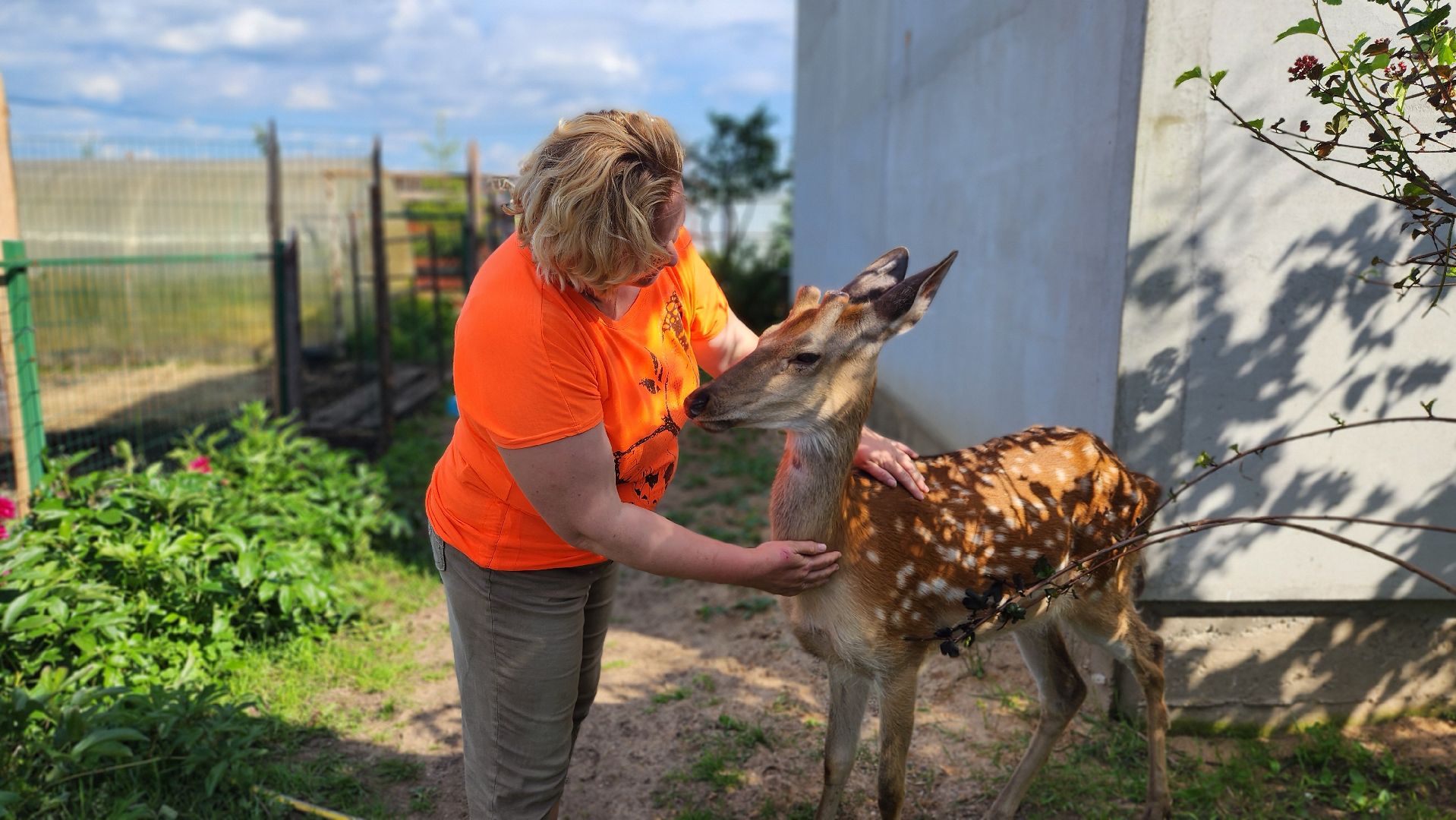 солнечногорск, сенежский олень, животные, туризм, мини-ферма,