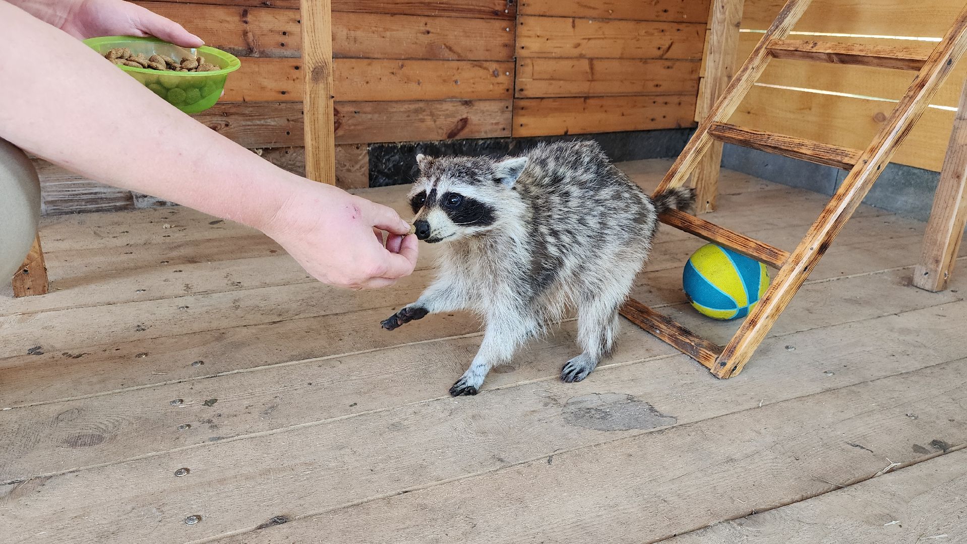 солнечногорск, сенежский олень, животные, туризм, мини-ферма,