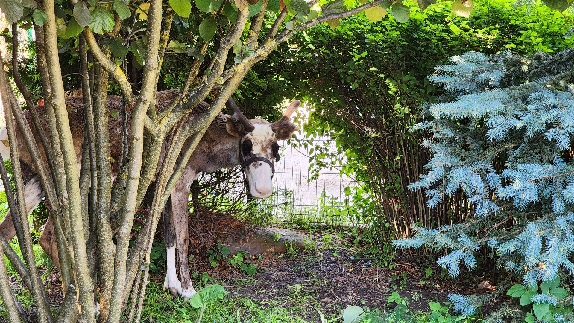 солнечногорск, сенежский олень, животные, туризм, мини-ферма,