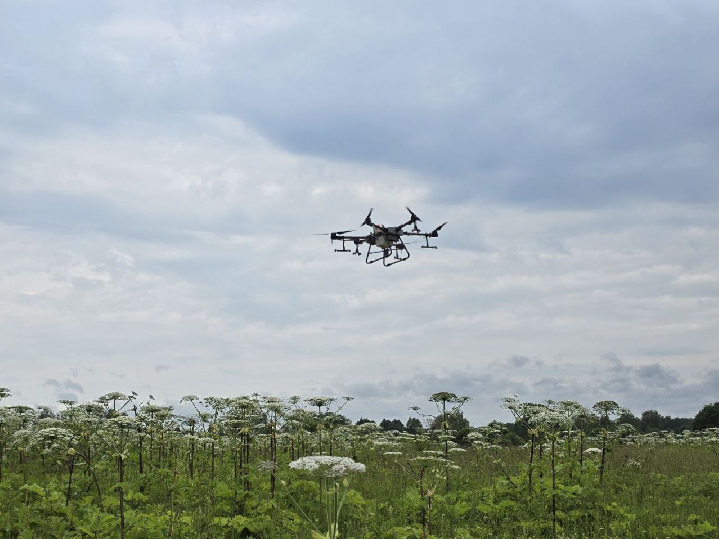 можайск, можайский муниципальный округ, подмосковье, борьба с борщевиком, борщевик Сосновского , дроны, современные технологии, экология,