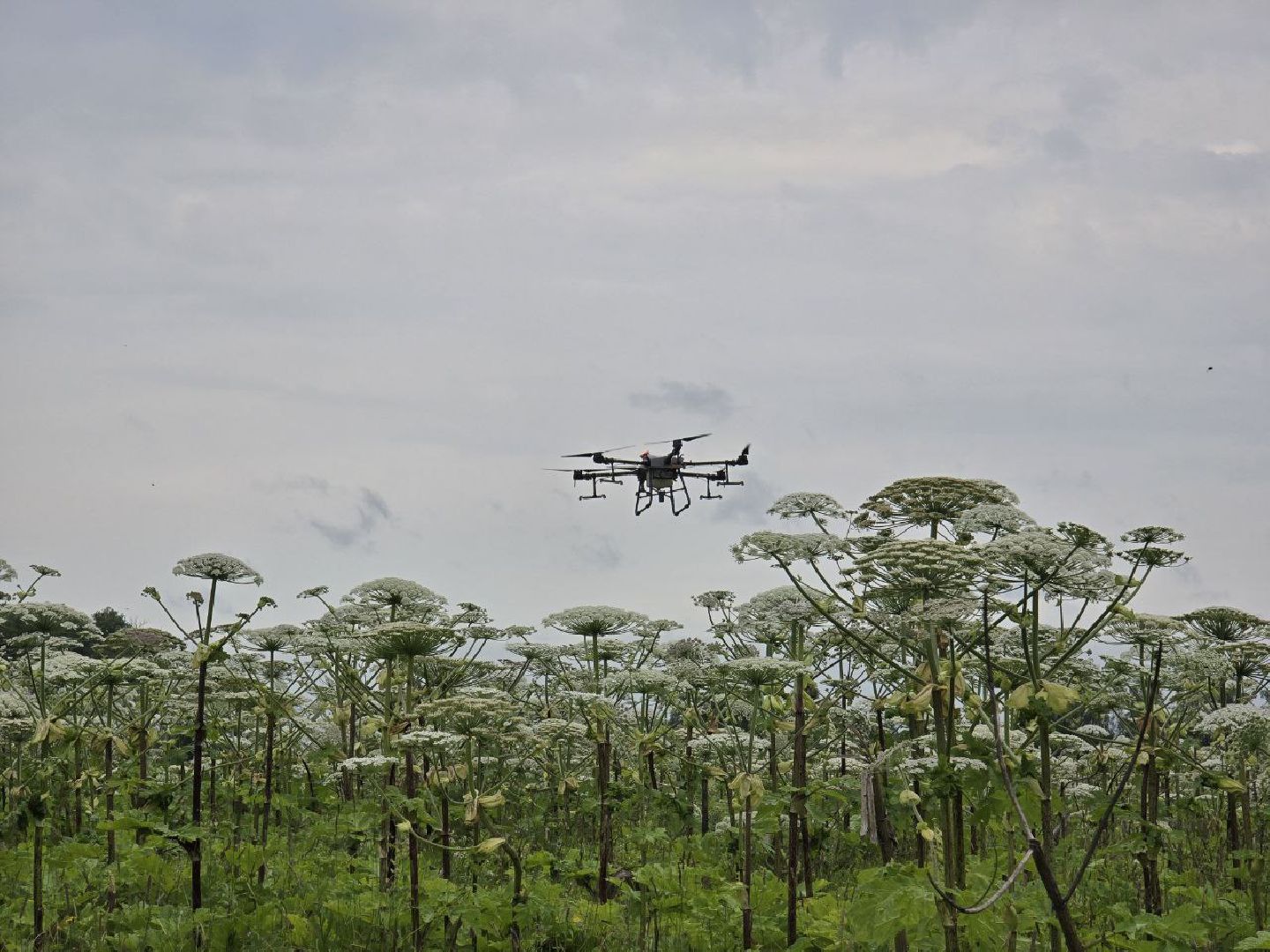 можайск, можайский муниципальный округ, подмосковье, борьба с борщевиком, борщевик Сосновского , дроны, современные технологии, экология,