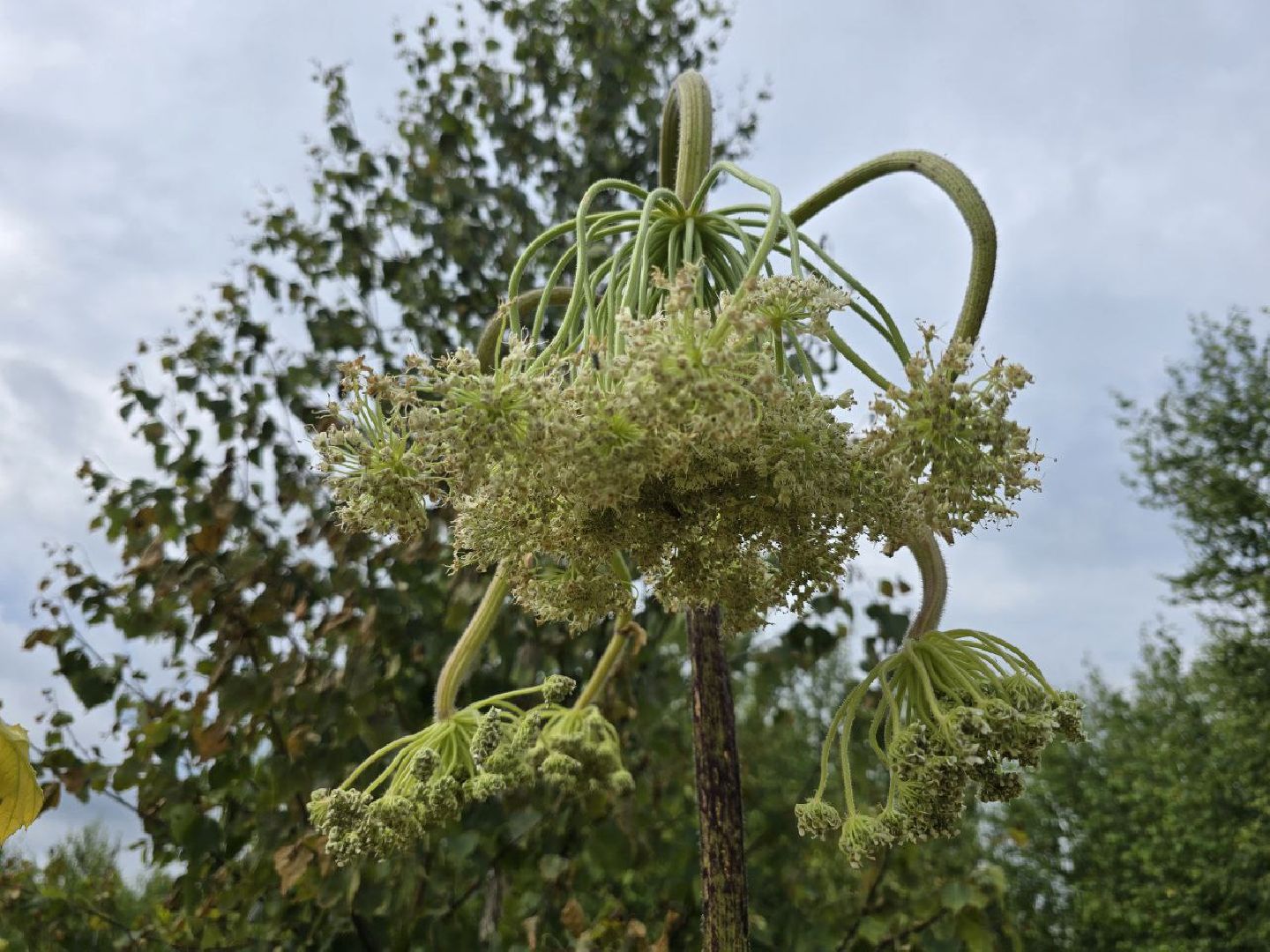 можайск, можайский муниципальный округ, подмосковье, борьба с борщевиком, борщевик Сосновского , дроны, современные технологии, экология,