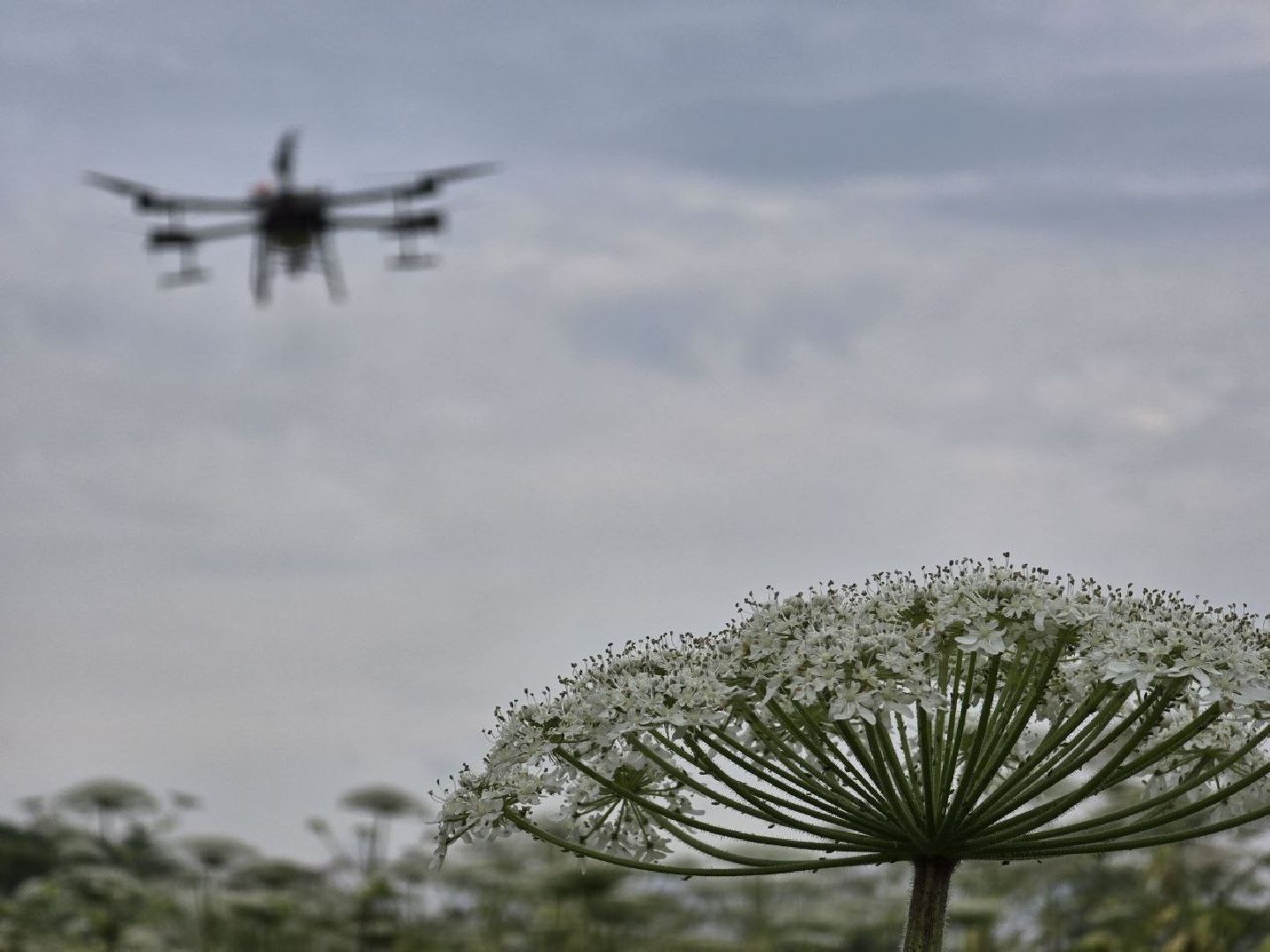 можайск, можайский муниципальный округ, подмосковье, борьба с борщевиком, борщевик Сосновского , дроны, современные технологии, экология,