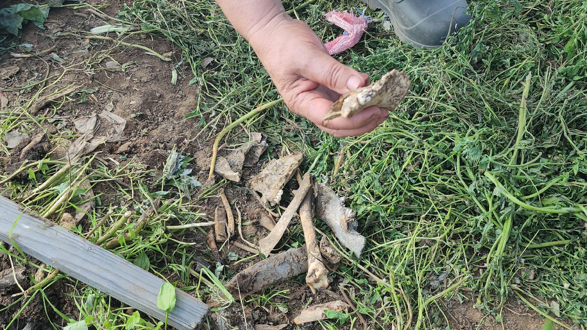 Люберцы, д Михнево, волонтеры, зоозащитники,