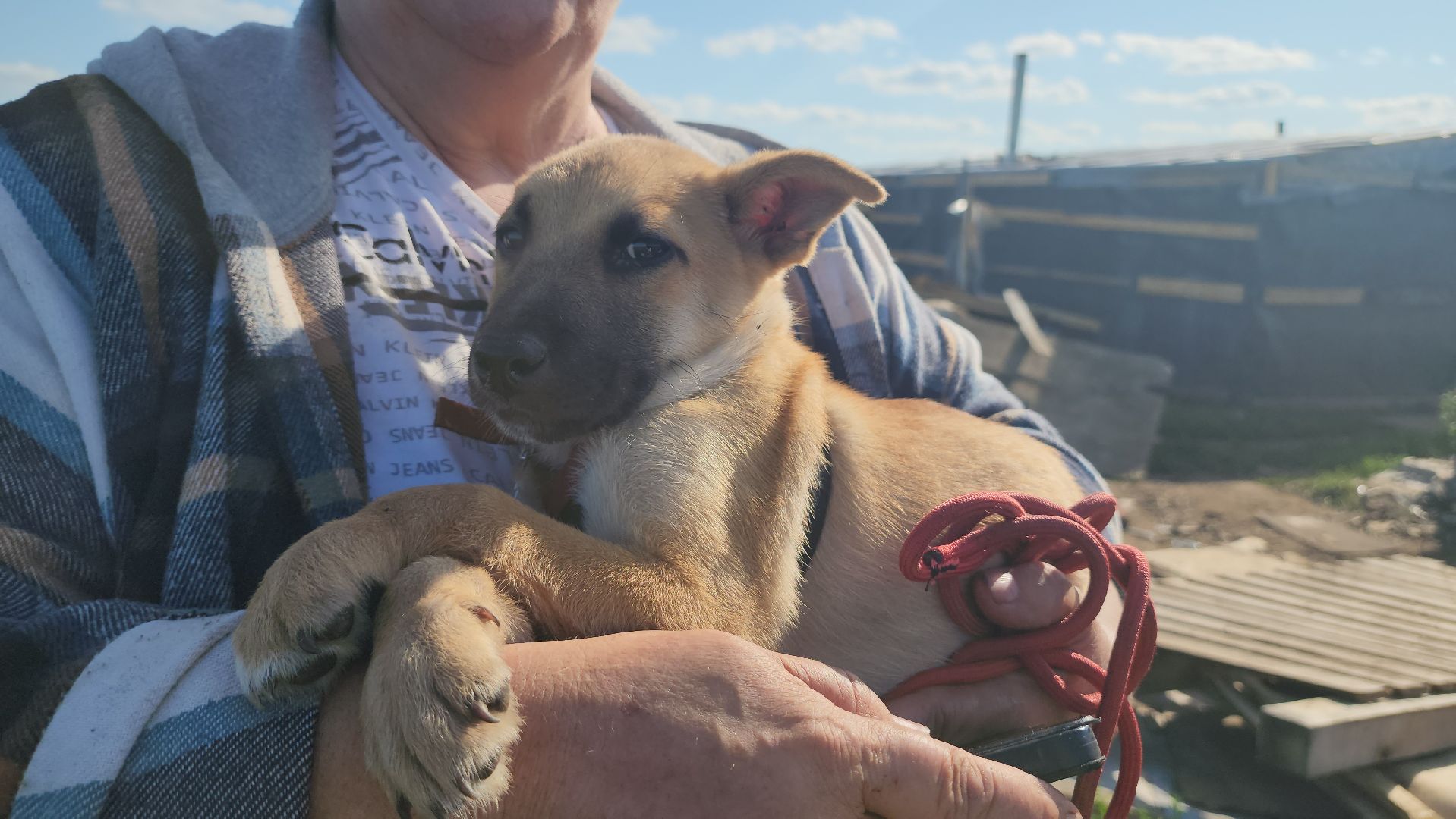 Люберцы, д Михнево, волонтеры, зоозащитники,