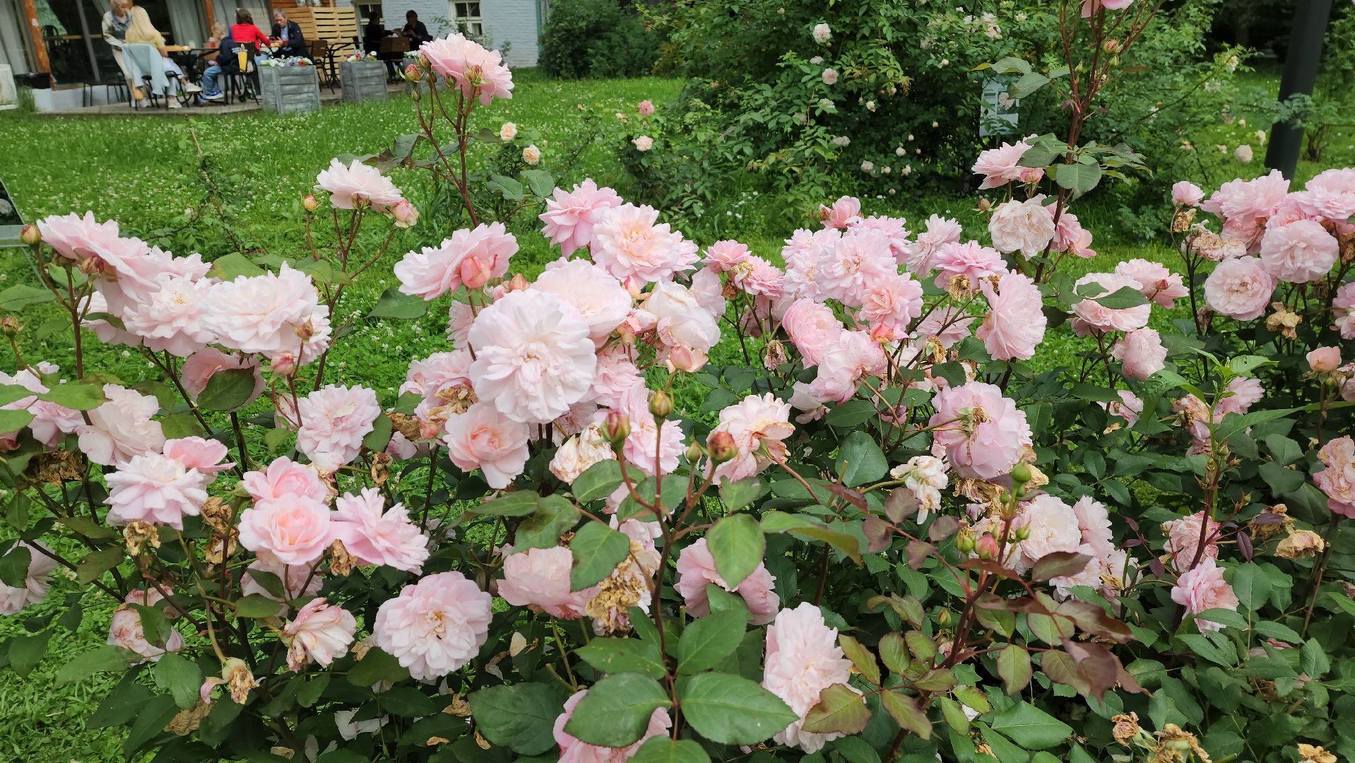 красногорск, архангельское, фестиваль роз,