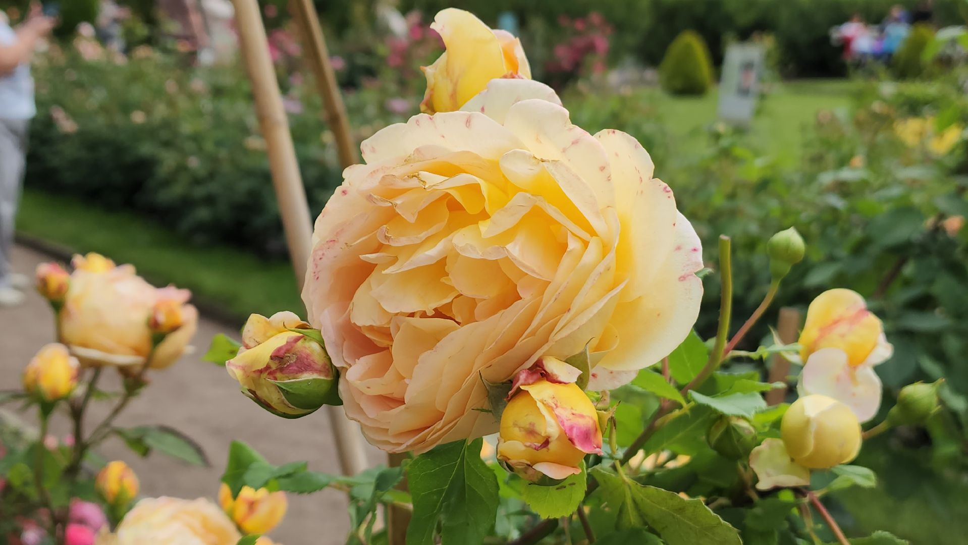 красногорск, архангельское, фестиваль роз,