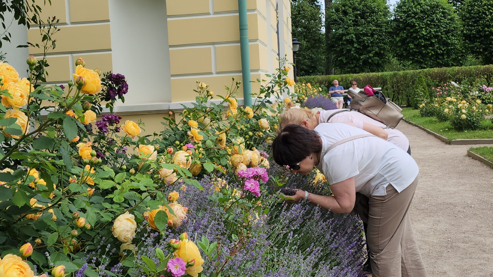 красногорск, архангельское, фестиваль роз,