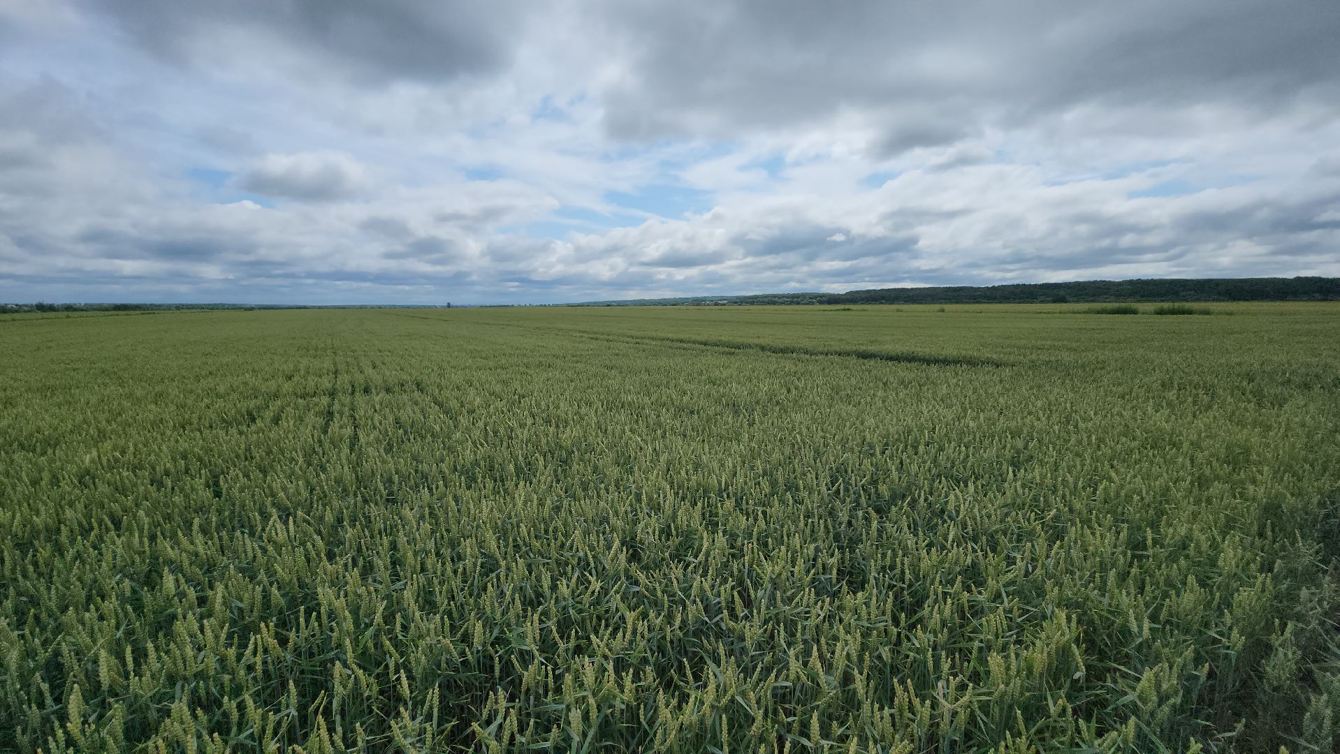 серпухов, ао дашковка, сельское хозяйство,
